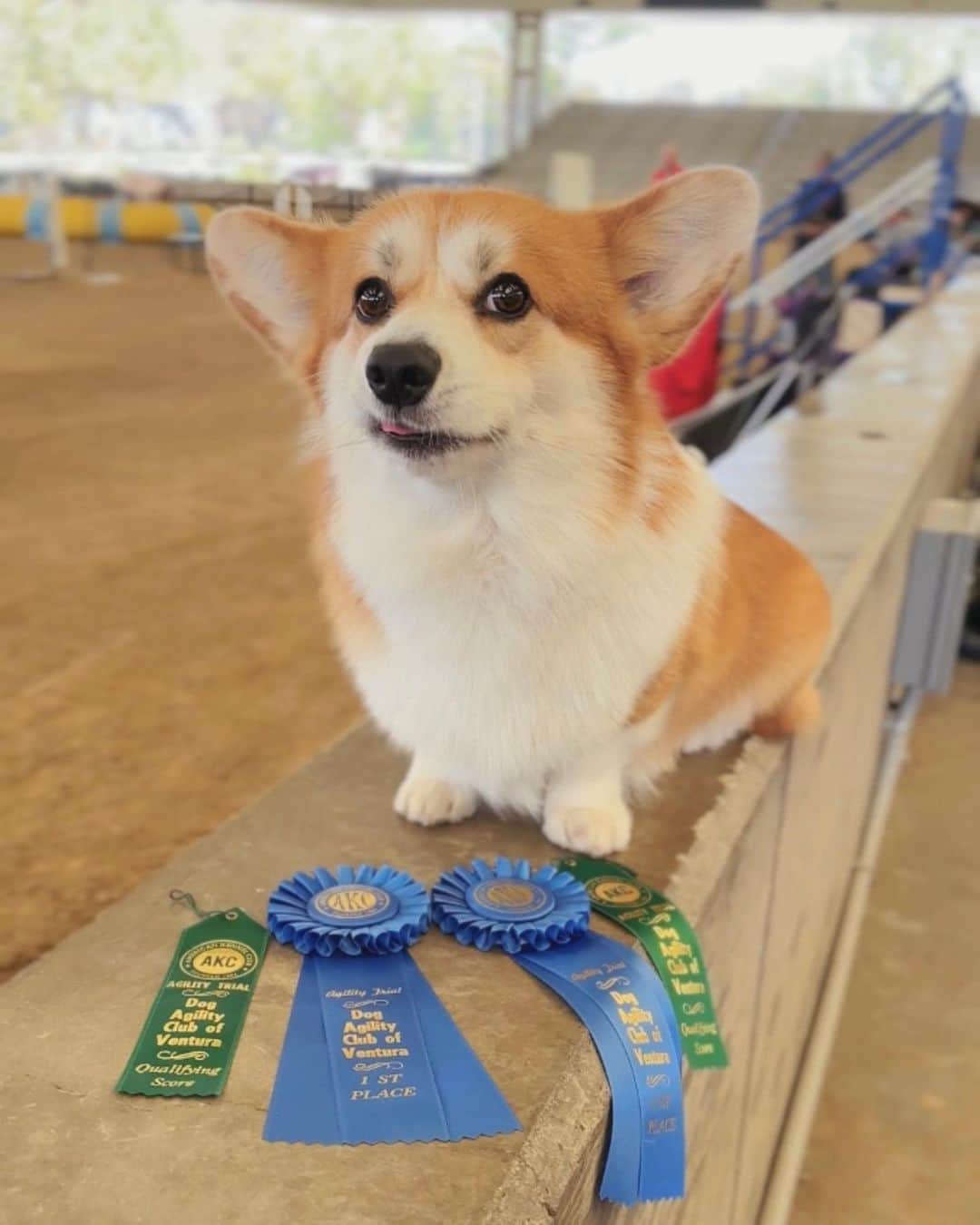 Geordi La Corgiのインスタグラム：「So proud of this cutie patootie! We went to our second agility trial, and Scotty picked up his first jumpers Q and second FAST Q, taking first place in both classes. 😱  He didn’t show any signs of any ring stress (such as getting zoomies, disengaging and sniffing) and ran happy and focused. And of course, I tried to take a nice ribbon photo but he had to throw in his signature blep.   If you’ve never tried it, I highly recommend trying out agility! Such a great way to build a better relationship with your dog and it’s so much fun. (I also HATE regular exercises, so running agility at least forces me to do some cardio 🤣)」