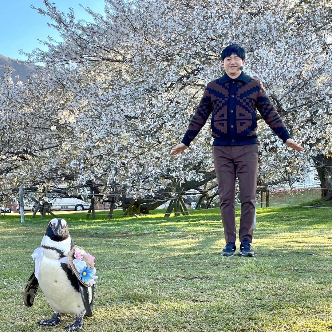 依田司のインスタグラム：「4月17日（月） 新井恵理那さんのご結婚を祝福するような立派な一本桜をご紹介。 箱根園の芦ノ湖畔の１本桜「オオシマザクラ」は、樹齢が１００年、高さ12ｍ、横22ｍ、一周およそ70ｍもあるんです。週末の雨風で若干散りましたが、週末にかけて桜吹雪が楽しめそうです。 そして、本日の花より団子は「雲海甘辛豚丼」です。豚肉を駒ヶ岳に、山芋を雲海に見立てた逸品。 また、園内には水族館もあり、特別ゲストのケープペンギンの幸(こう)ちゃんがきてくれました。20日（木）まで桜の木の前まで幸(こう)ちゃんがお散歩に来るイベントも。 そしてそして、水陸両用「ニンジャバス」に乗れば、湖上から一本桜を眺める極上な船旅がお待ちしております。  #箱根園  #BANANAREPUBLIC #バナリパ #依田さん #依田司 #お天気検定 #テレビ朝日 #グッドモーニング #気象予報士 #お天気キャスター #森林インストラクター #グリーンセイバーアドバンス #プロジェクトワイルド #IPCC伝導者 #japan #japantrip #japantravel #unknownjapan #japanAdvenそture #japanlife #lifeinjapan #instagramjapan #instajapan #療癒 #ilovejapan #weather #weathercaster #weatherforecast」