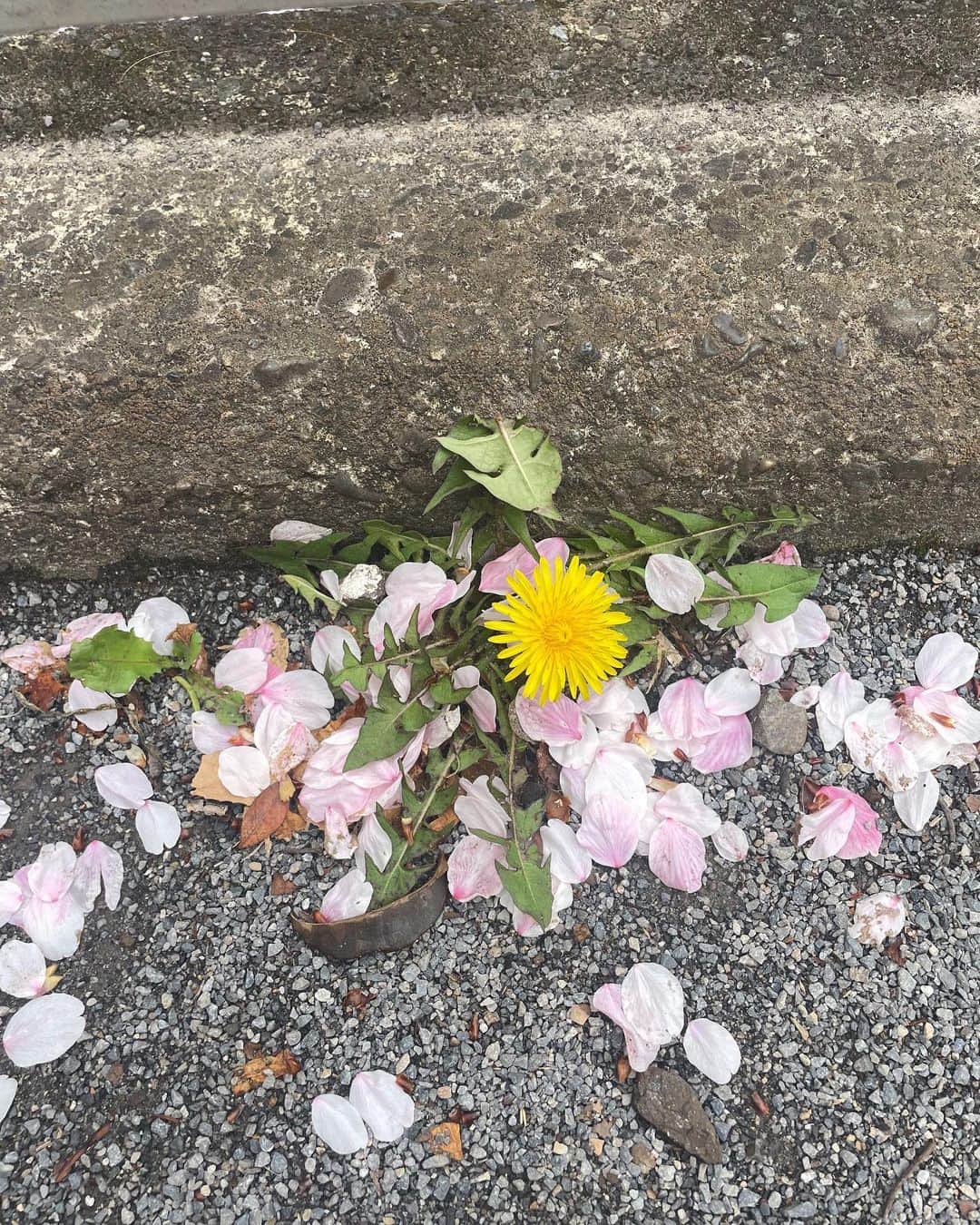 小西桜子さんのインスタグラム写真 - (小西桜子Instagram)「🌸」4月17日 10時12分 - sakurako_kns