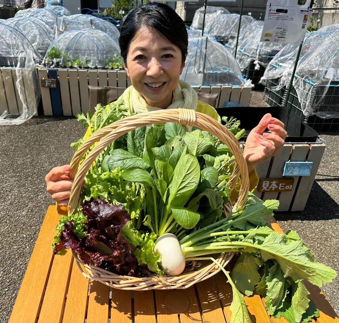 宮崎美子さんのインスタグラム写真 - (宮崎美子Instagram)「皆さん、こんにちは。  昨日、公開のYouTubeよしよし。は、昨年から始めましたシェア畑の様子をUPしております。  冬の春のお野菜を収穫し、夏野菜の為に備えます。 いちご🍓も順調に育ってますよ。  ぜひ、ご覧くださいね。  #シェア畑 #コンテナ畑 #野菜栽培 #野菜栽培初心者 #春野菜」4月17日 10時07分 - miyazakiyoshiko.official