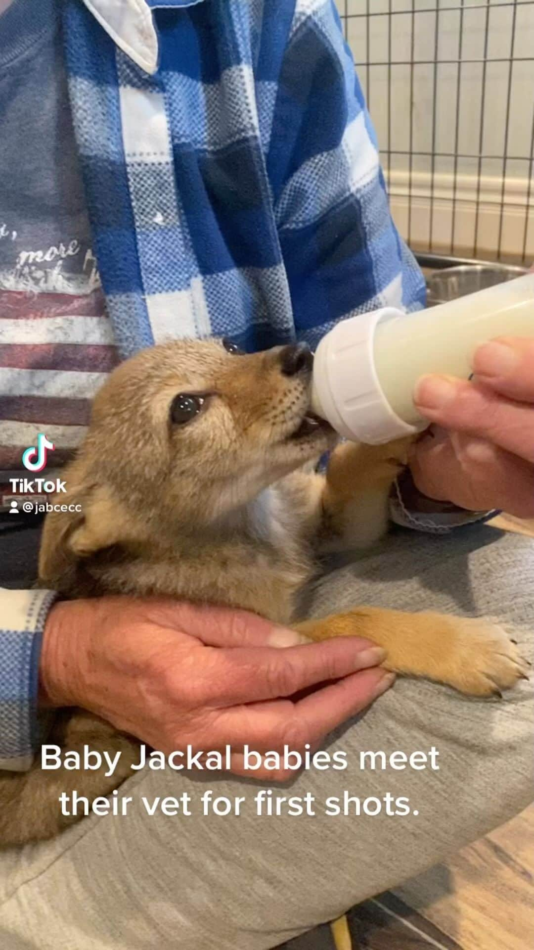 Rylaiのインスタグラム：「The baby jackals had their first vet visit today! Donna Stadtmore and her husband came over to meet the new kids, give them their first shot and start to create a bond with them. In review of current research, experiences from zoos, and our vet team, we decided to give the babies the Ferret Distemper shot, as this is recombinant vaccine vs the standard canine distemper shot which is a modified live vaccine. Some zoos have reported that the live canine distemper vaccine has reverted to virulence and caused distemper in their wild canids. For this reason and out of the abundance of caution, we selected to vaccinate the babies with a  ferret distemper vaccine. We do the same with our foxes. The babies did awesome with their first shots and Donna and Paul provided positive reinforcement with bottle feeding and play time.  The babies are still in a semi quarantine until we can get them their Parvo vaccine.  . We want to thank Mikayla and Ethan from @saveafox_rescue for giving these babies such incredible love and socialization. These babies are so sweet and friendly. We know they are going to be amazing ambassadors and we know that little Shaka, Zuri, and Nalla will be love and joy to all that meet them!!  . The center is using the very generous donation from @arcticfoxhaircolor to create an amazing enclosure for these precious babies!!  . #bbj #jabcecc #shaka #nalla #zuri」