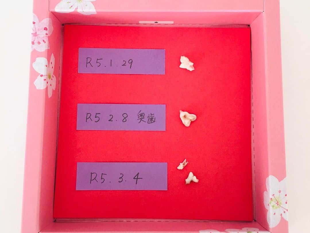 近藤淳子さんのインスタグラム写真 - (近藤淳子Instagram)「おはようございます☀  Bow君は今日で7ヶ月。  子犬用のケージを卒業し、歯も抜け替わりました。抜けた歯はキャッチできたものだけ、箱に取ってあります。  わんぱく過ぎの超甘えん坊‼️  すくすく大きくなぁ〜れ🥰  #シュナプー  #子犬のいる暮らし  #2匹目もお迎えしたいな」4月17日 10時22分 - kondo_junko_