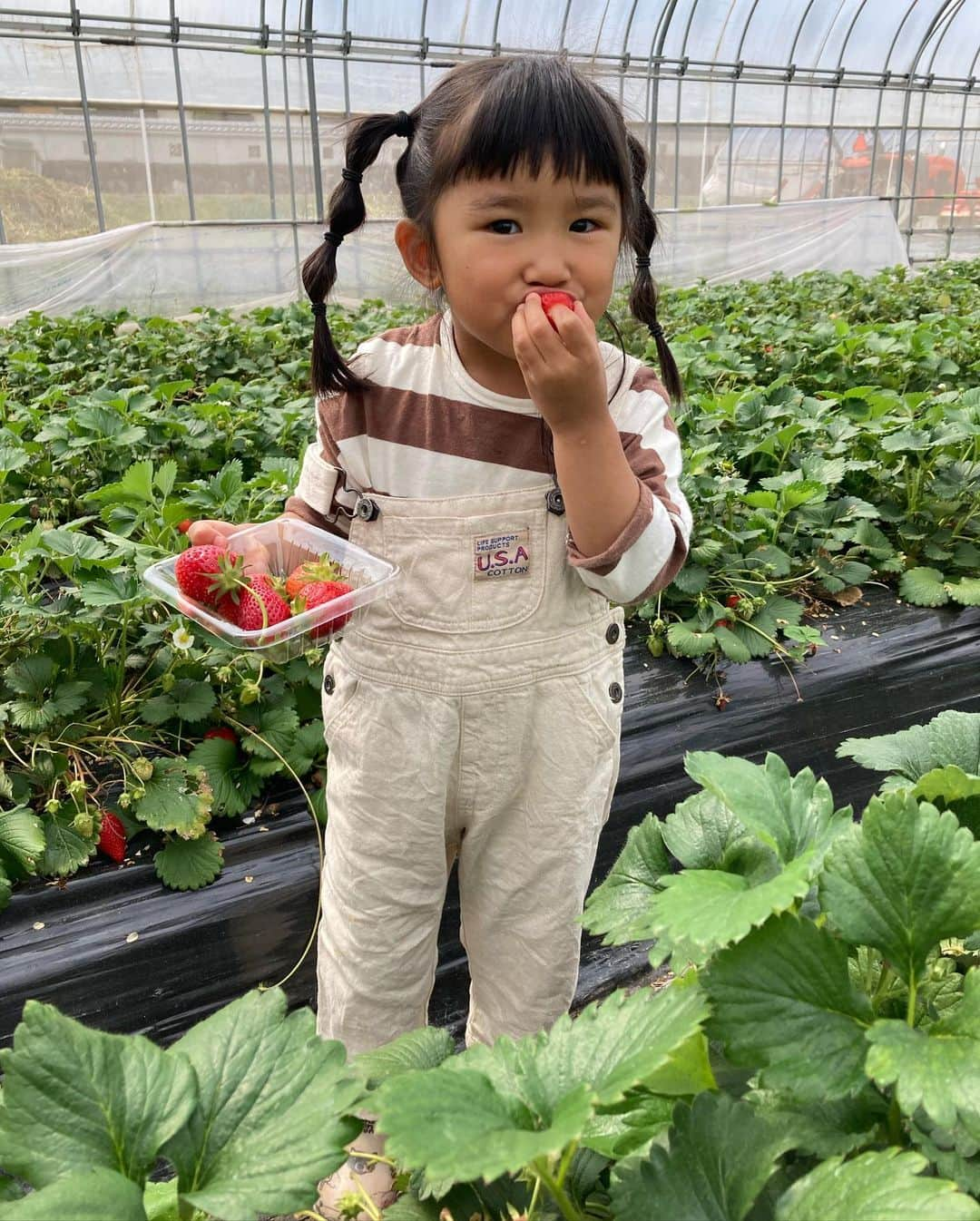 グッピーこずえのインスタグラム：「いちご狩り🍓 ちゃんとしたの初めてかも☺️去年はパパがコロナになってベランダでいちご狩りやったけど今年はパパのお友達の奥様の実家がなんといちご農園🍓🍓🍓 とゆう事で、、、貸切いちご狩り😳 一つ取っては食べてで全然進まん🤣 もしかしたらこのいちご狩りが一人っ子最後のお出かけかなぁ〜🥹 #いちご狩り　#いちご  #苺　#稲美町　#３歳」