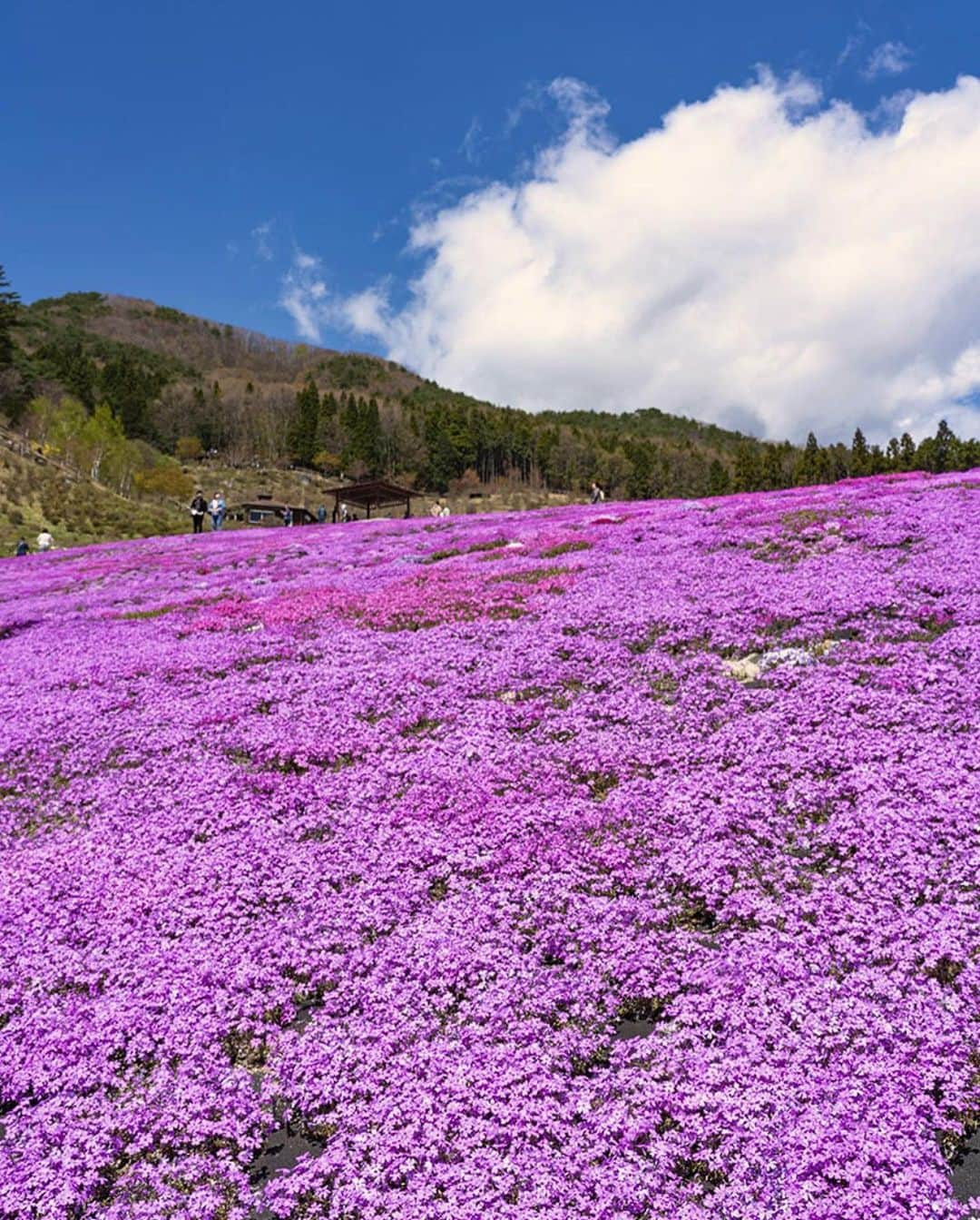 Rediscover Fukushimaのインスタグラム：「As cherry blossom season slowly comes to an end towards the end of April each year, spring in Fukushima prefecture only just begins! 🌷  With lush nature and wide natural parks awaiting, Fukushima is an ideal destination to spend a relaxing Golden Week surrounded by nature. 💆  💛 Golden Week is one of Japan’s main holidays, typically going from the last days of April to the first days of May. 💛  In our latest blog post, we introduce 5 dazzling flower parks and gardens to visit in Fukushima prefecture during Golden Week! 🤩  📸 Pictured:   1 & 2: Jupia Land Hirata’s Shiba-zakura Festival (Hirata Village) 💐  3: Furoyama Park’s Yama-tsutsuji (Hanawa Town) 💐  4: Mr Ueno’s Nanohana Flower Maze (Minamisoma City) 💐  5: Japanese Wisteria Festival at the Ja no Hana Gardens (Motomiya City) 💐  6: Inawashiro Herb Garden (Inawashiro Town) 💐  What is your dream Golden Week destination in Fukushima? 🤔  Let us know in the comments, and don’t forget to save this post for your next visit to Fukushima prefecture during Golden Week! 🔖🌿  #fukushima #visitfukushima #tohokutrip #tohokutravel #tohokucamerafan #tohokutrip #beautiful #beautifuljapan #japantravel #japantrip #explore #travelgram #amazingjapan #goldenweek #goldenweektrip #photooftheday #instagood #trip #travelphotography #spring #springday #hirata #minamisoma #inawashiro #motomiya #hanawa」