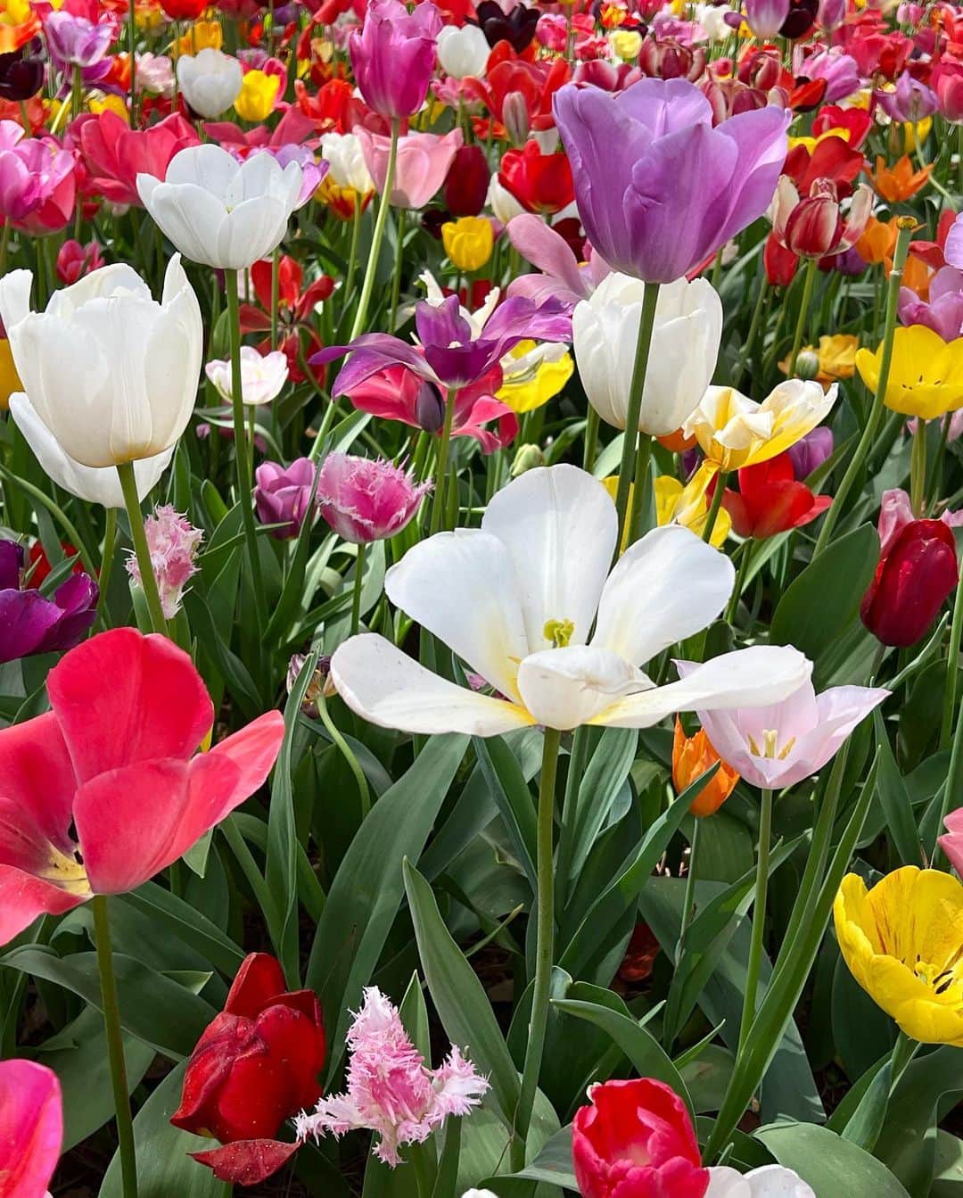 佐々木敬子さんのインスタグラム写真 - (佐々木敬子Instagram)「. チューリップ🌷🌷🌷 ってなんて可愛いんだろう！ お花に囲まれると心がととのう。 こんなお花畑みたいなチューリップのドレス作りたい！  @hitachikaihin  #チューリップ」4月17日 11時22分 - keikosasaki_mylan