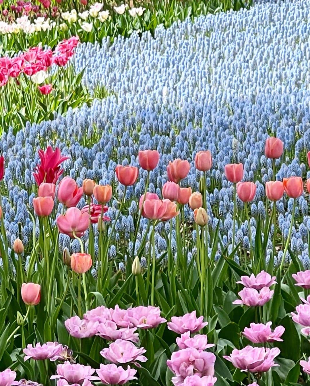 佐々木敬子さんのインスタグラム写真 - (佐々木敬子Instagram)「. チューリップ🌷🌷🌷 ってなんて可愛いんだろう！ お花に囲まれると心がととのう。 こんなお花畑みたいなチューリップのドレス作りたい！  @hitachikaihin  #チューリップ」4月17日 11時22分 - keikosasaki_mylan