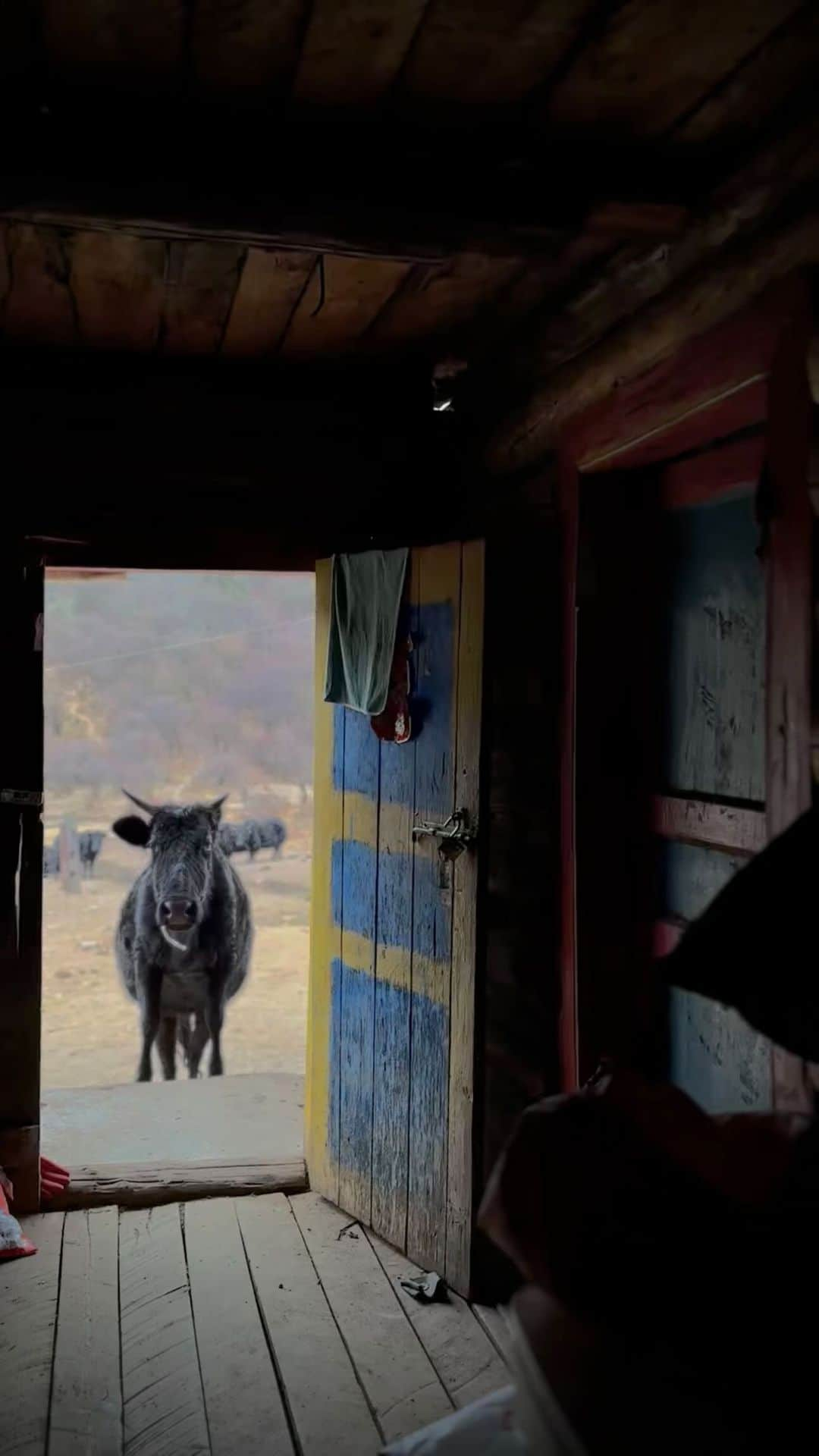 ジョン・スタンメイヤーのインスタグラム：「Yak Butter & Cheese — A short film from these days spent with Ma Dujilamu and her family in Wupse, a remote village 3500 meters in the mountains of southern Sichuan, China. Dujilamu, 42, is a fourth-generation Tibetan yak farmer. Her ancestors have lived in this magical highland for more than 100 years. Dujilamu, and her husband, Bian Duji, have more than 200 yaks and can earn enough money to send their two children to college in Chengdu. With no electricity, the family uses two solar panels to power four lights and a modern milk and cheese-making machine. We spent two days with Dujilamu, Duji, and her uncle, He Lurang, sharing with you this short story of their peaceful, giving life. Where the air is so clean, you realize how torturous we’ve abused many parts of our earth we call home. ⠀⠀⠀⠀⠀⠀⠀⠀ @OutOfEdenWalk @InsideNatGeo @NatGeo #china #sichuan #outofedenwalk #storytelling」