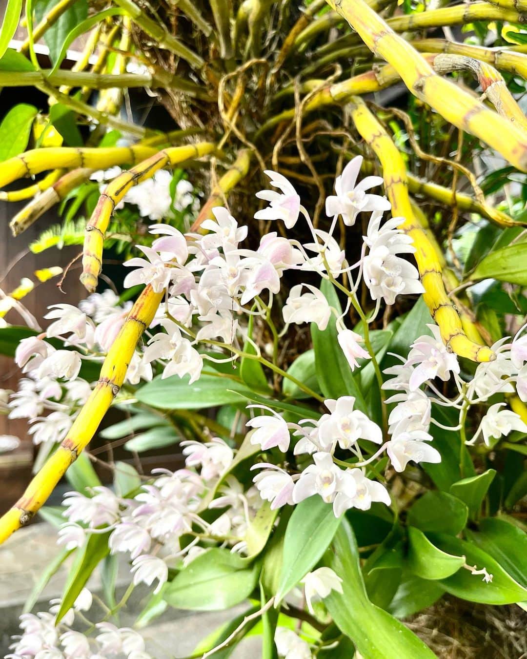 亜希子のインスタグラム：「屋久島のお宿『晴耕雨読』のお庭に咲いていた珍しい蘭が美しすぎました。  香りも良かったなぁ。中々、こんなに見事に育たないそうです。  屋久島から都内に戻り1週間経ちます。  それなのに不思議なことに、帰るべき場所は今も屋久島で、東京がまるで仮住まいに感じます。  しかし、心は我儘なもので今の私には東京で達成したいことが山ほどあって、すぐにはあの島に帰れませんし、まだまだ頑張らないと！  そして、この慣れ親しんだ東京の街の混沌とした風景も嫌いではないから困るなぁと。っていうか、わりと好き。。。  また一生懸命働いて、ベストを尽くしたら島に行こう。  それでは、今日も穏やかに自分の持ち場で、自分のお仕事を頑張ります☕️(小説執筆)」