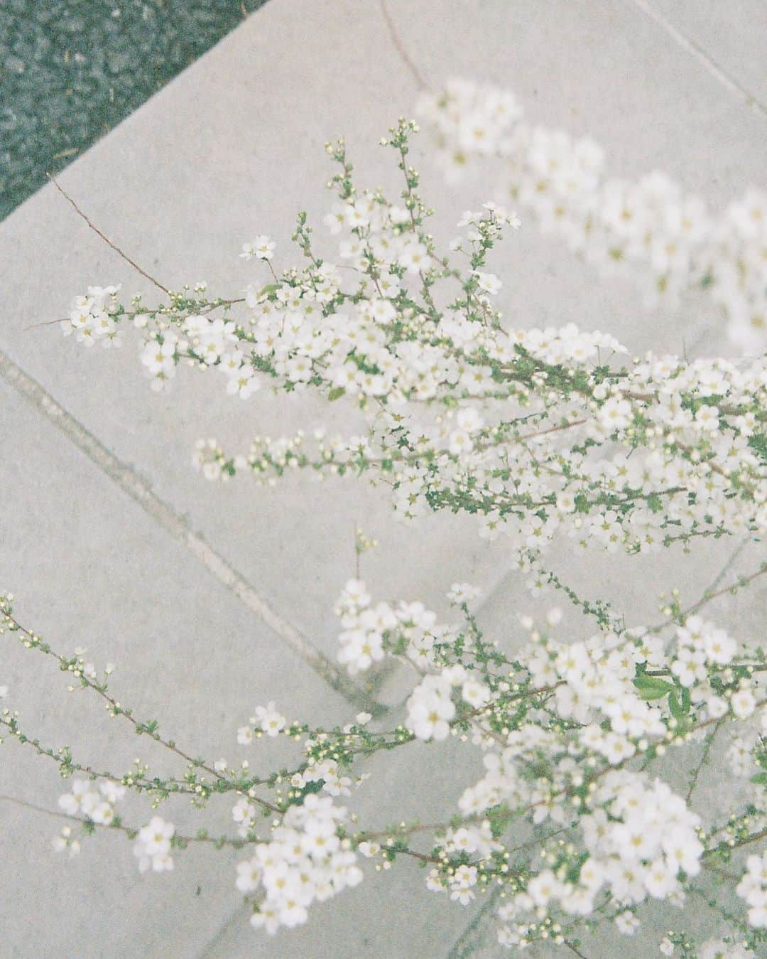 小川紗良さんのインスタグラム写真 - (小川紗良Instagram)「#film #filmphotography #flowers #spring #雪柳 #ユキヤナギ #春」4月17日 11時37分 - iam_ogawasara