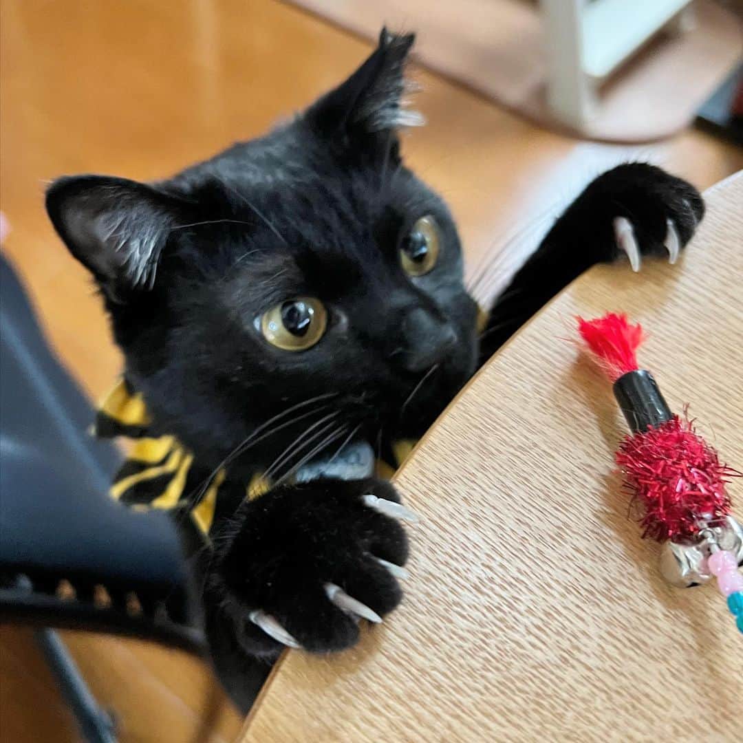 のインスタグラム：「可愛い可愛いこじたん。 夜中に大騒ぎして 朝も大騒ぎして おもちゃを振っても振っても 満足してくださらないよ！  #アルバイト雇うか #KOJIROU#黒猫#ザビエル首輪#blackcat#catoftheday #instacat_meows  #ねこ部 #냥스타그램 #캣스타그램 #cat #猫 #ネコ #ねこ #고양이  #catlover #instacat #cutecat #catstagram #lovecat #CAT」