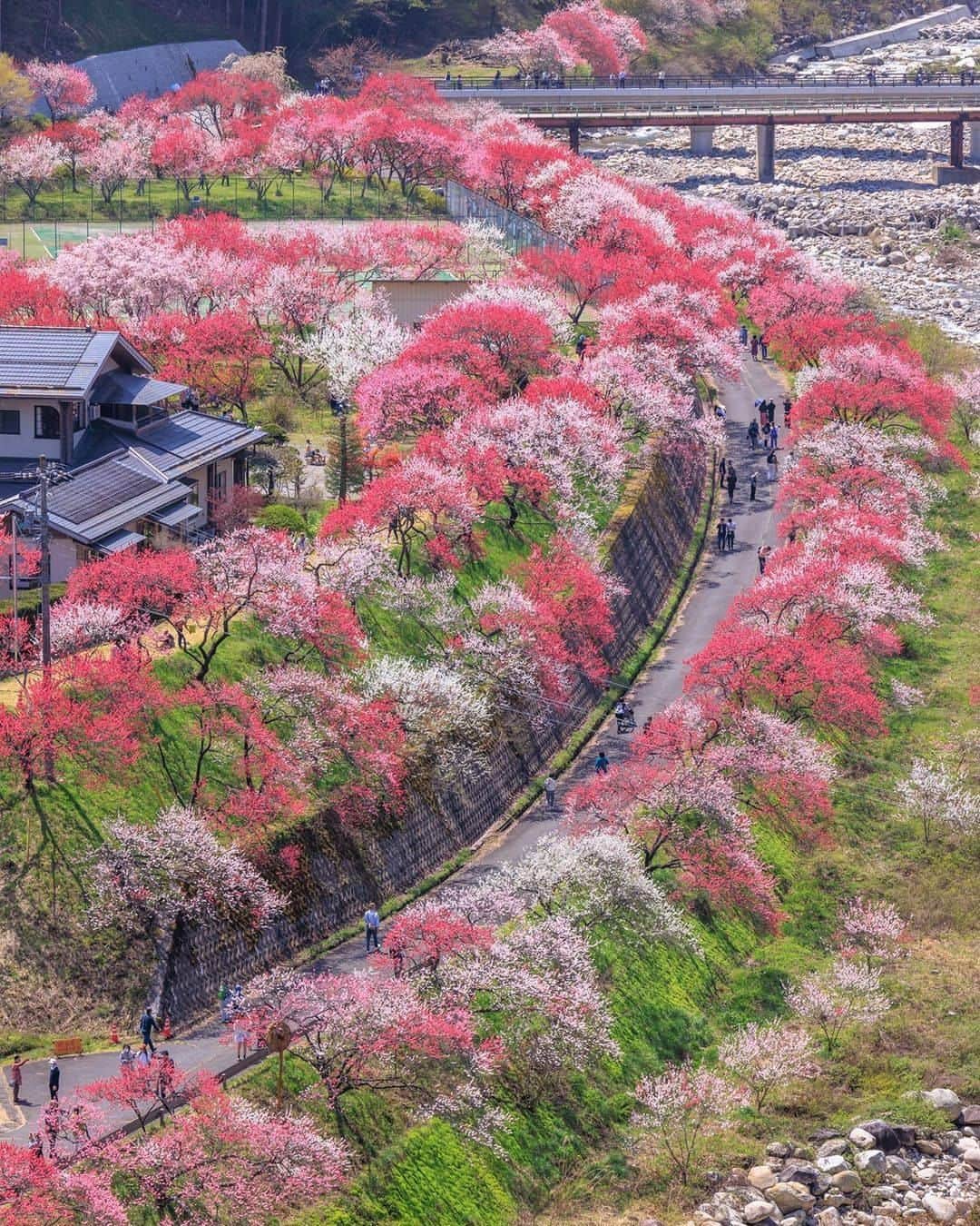 旅行比較サイト・トラベルコ 理想の旅を、いちばん安く。のインスタグラム：「#花桃の里 / 長野  4月上旬～5月上旬にだけ現れる、美しい桃源郷…🌸  長野県の月川温泉郷にある「花桃の里」。  赤・白・ピンクの3色に咲き分ける三色花桃が多く植えられており、美しい濃淡を生み出すことで有名です。  周辺には昼神温泉郷の「昼神の花桃」や、車窓から楽しめる「はなもも街道」など、花桃スポットがたくさん！  散策をしながらお花見を楽しみたいですね✨  ━━━━━━━━━━━ 📍 #花桃の里 （長野県阿智村） ━━━━━━━━━━━  Photo: @lupin0333 さん 素敵な写真をありがとうございます💛  ********** あなたが旅先で出合った素敵な風景に #トラベルコ または #travelko をつけて投稿してみてください📷 こちらのアカウントで紹介させていただくかも！  投稿を見て「行きたい！」と思ったら保存でクリップ。 フォロー＆いいねもお願いします🌟  ********** 国内海外1500以上の旅行サイトをまとめて比較！ 旅行の最安値を探すなら「トラベルコ」  プロフィール欄のURLから早速検索🔍 @travelko_official  #お花見 #月川温泉郷 #花桃 #阿智村 #長野 #nagano #長野県 #長野旅行 #長野観光 #国内旅行 #日本の絶景 #japantrip #japantravel #絶景 #フォトジェニック #ファインダー越しの私の世界 #誰かに見せたい景色 #旅行好きな人と繋がりたい #写真好きな人と繋がりたい #女子旅 #一人旅 #旅行好き #旅 #旅行 #観光 #trip #travelko #トラベルコ」