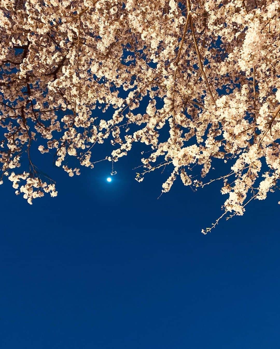 沙月愛奈さんのインスタグラム写真 - (沙月愛奈Instagram)「お知らせ⋆͛📢⋆ ⁡ 5/13日(土)に、相模原市役所前の通りで若葉まつりが行われます(晴天時)。その日に、一日警察署長を務めさせていただくことになりました。 ⁡ このお祭りは、毎年桜の時期に桜まつりとして行われるのですが、選挙の年だけは若葉まつりとして少し遅れた時期に開催されます。私や妹が幼稚園生の頃は鼓笛隊でパレードをしたり、たくさん屋台も出ていて、賑やかで毎年楽しみなお祭りでした。そんな馴染みの深いお祭りの日にそんな大役を任せていただくとは。 ⁡ しっかり春の交通安全を呼びかけていきたいと思います。 ⁡ 相模原にお住まいの方、もしお出かけの際に私を見かけましたら、ぜひお声を掛けてくださいね！ 市外の方ももちろん、よろしければ相模原に足をお運びくださいね😊 ⁡ 私も車を運転するので、一層気を引き締め、安全運転を心掛けてまいります！皆さま、車を運転される方、自転車に乗られる方、そして歩行者の方もそれぞれのルールを守り、ぜひ交通安全を心掛けてくださいね🙏‼️ ⁡ ＊雨天時は、お祭りはないので、違う場所で活動させていただきます。 ⁡ #一日警察署長  #相模原  #若葉まつり  #春の交通安全運動  #沙月愛奈 ⁡ #市役所前通り #春のお散歩コース #カニヘンダックス #犬のいる暮らし」4月17日 12時05分 - satsuki_aina_ayumi
