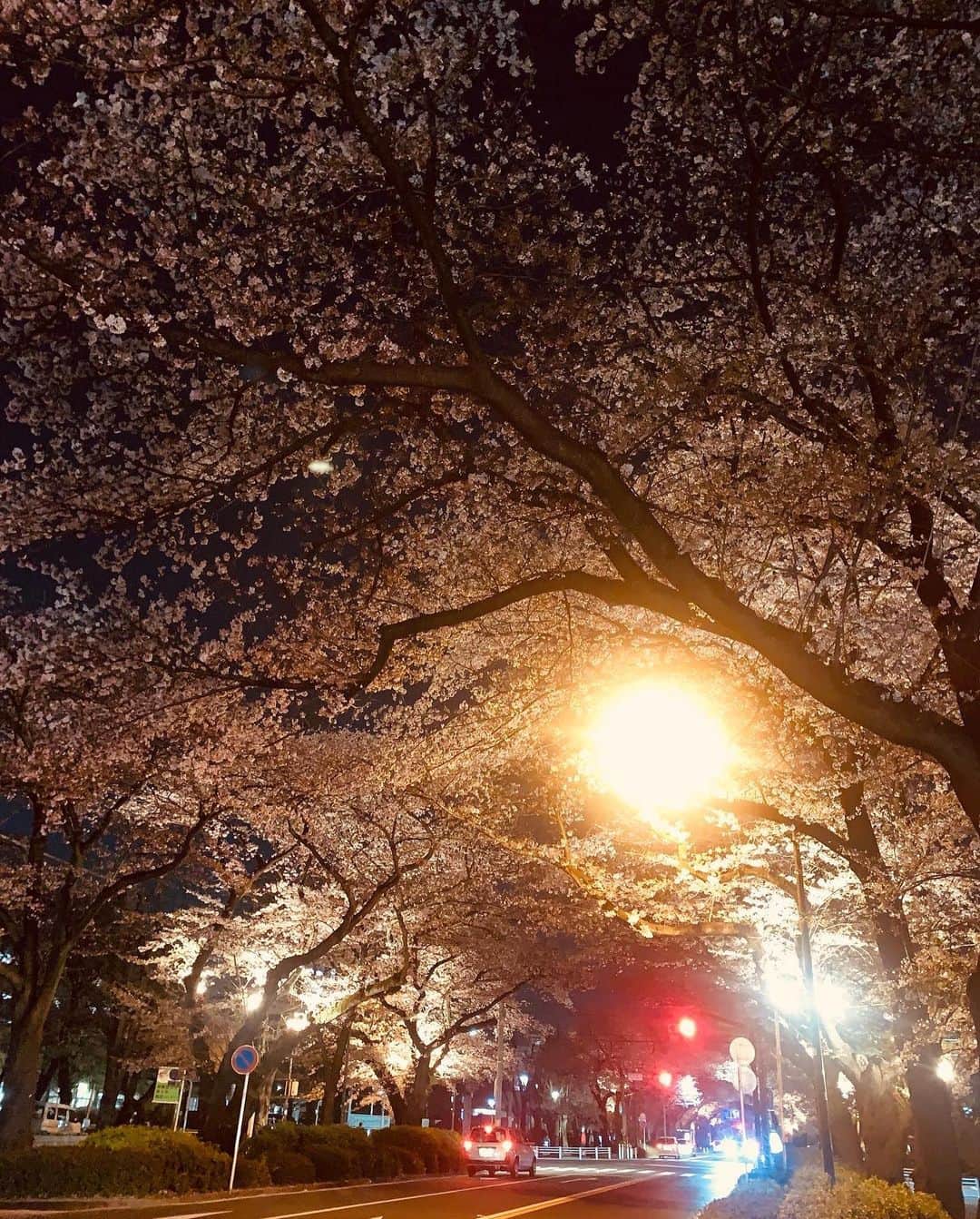 沙月愛奈さんのインスタグラム写真 - (沙月愛奈Instagram)「お知らせ⋆͛📢⋆ ⁡ 5/13日(土)に、相模原市役所前の通りで若葉まつりが行われます(晴天時)。その日に、一日警察署長を務めさせていただくことになりました。 ⁡ このお祭りは、毎年桜の時期に桜まつりとして行われるのですが、選挙の年だけは若葉まつりとして少し遅れた時期に開催されます。私や妹が幼稚園生の頃は鼓笛隊でパレードをしたり、たくさん屋台も出ていて、賑やかで毎年楽しみなお祭りでした。そんな馴染みの深いお祭りの日にそんな大役を任せていただくとは。 ⁡ しっかり春の交通安全を呼びかけていきたいと思います。 ⁡ 相模原にお住まいの方、もしお出かけの際に私を見かけましたら、ぜひお声を掛けてくださいね！ 市外の方ももちろん、よろしければ相模原に足をお運びくださいね😊 ⁡ 私も車を運転するので、一層気を引き締め、安全運転を心掛けてまいります！皆さま、車を運転される方、自転車に乗られる方、そして歩行者の方もそれぞれのルールを守り、ぜひ交通安全を心掛けてくださいね🙏‼️ ⁡ ＊雨天時は、お祭りはないので、違う場所で活動させていただきます。 ⁡ #一日警察署長  #相模原  #若葉まつり  #春の交通安全運動  #沙月愛奈 ⁡ #市役所前通り #春のお散歩コース #カニヘンダックス #犬のいる暮らし」4月17日 12時05分 - satsuki_aina_ayumi