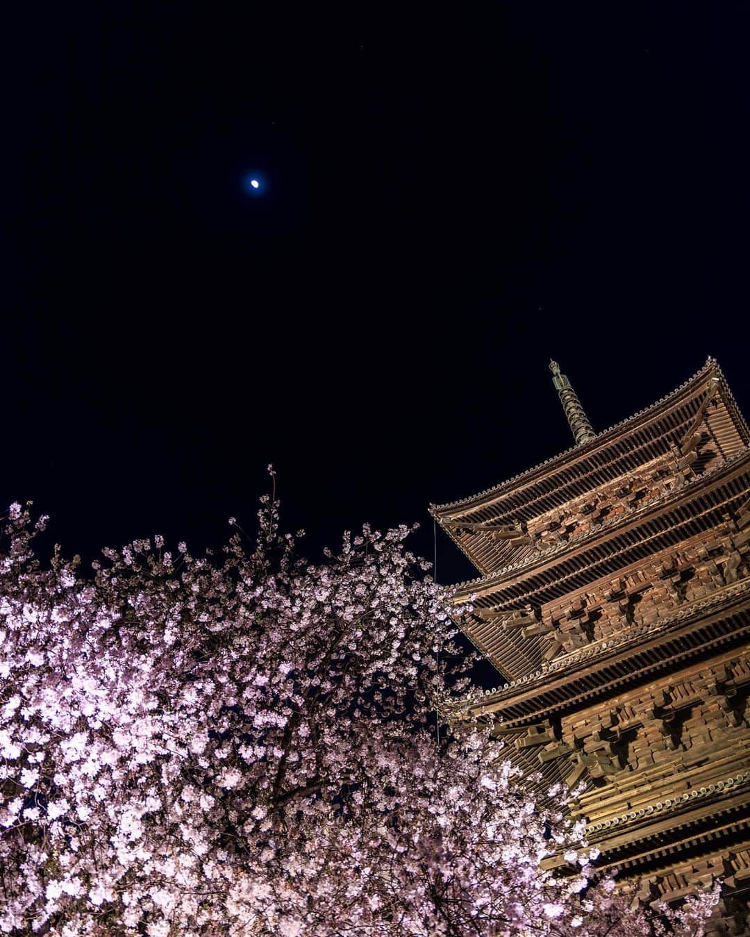SHOCK EYEさんのインスタグラム写真 - (SHOCK EYEInstagram)「振り返れば東寺の夜桜のライトアップも最高だったなあ🌸✨  #東寺 #toji #桜 #夜桜 #kyoto #京都」4月17日 12時20分 - shockeye_official