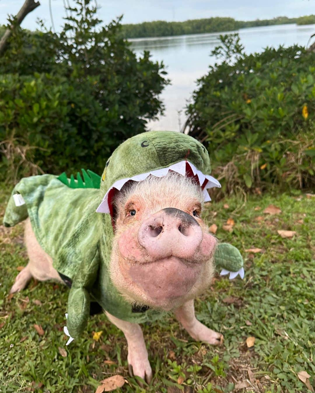 Priscilla and Poppletonさんのインスタグラム写真 - (Priscilla and PoppletonInstagram)「We spotted a rare “Pink” alligator in St. Petersburg. Pop said this is the good kind of Florida alligator, not like the ones you find in the swamp in Gainesville. ROLL TIDE!🐷💗🐊 #Pinkthepig #stpetersburg #koacamping #floridagators #PrissyandPop」4月17日 23時13分 - prissy_pig