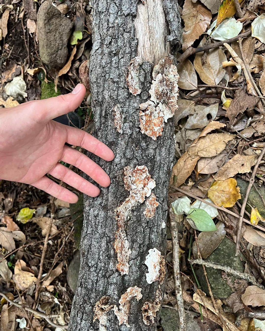 さんのインスタグラム写真 - (Instagram)「Any mycophiles out there know what these are? I ate the last one plz tell me it’s safe 😅 it was yummy  Jk please b safe don’t eat mushrooms unless you know your stuff. I wana learn」4月17日 23時14分 - ansel