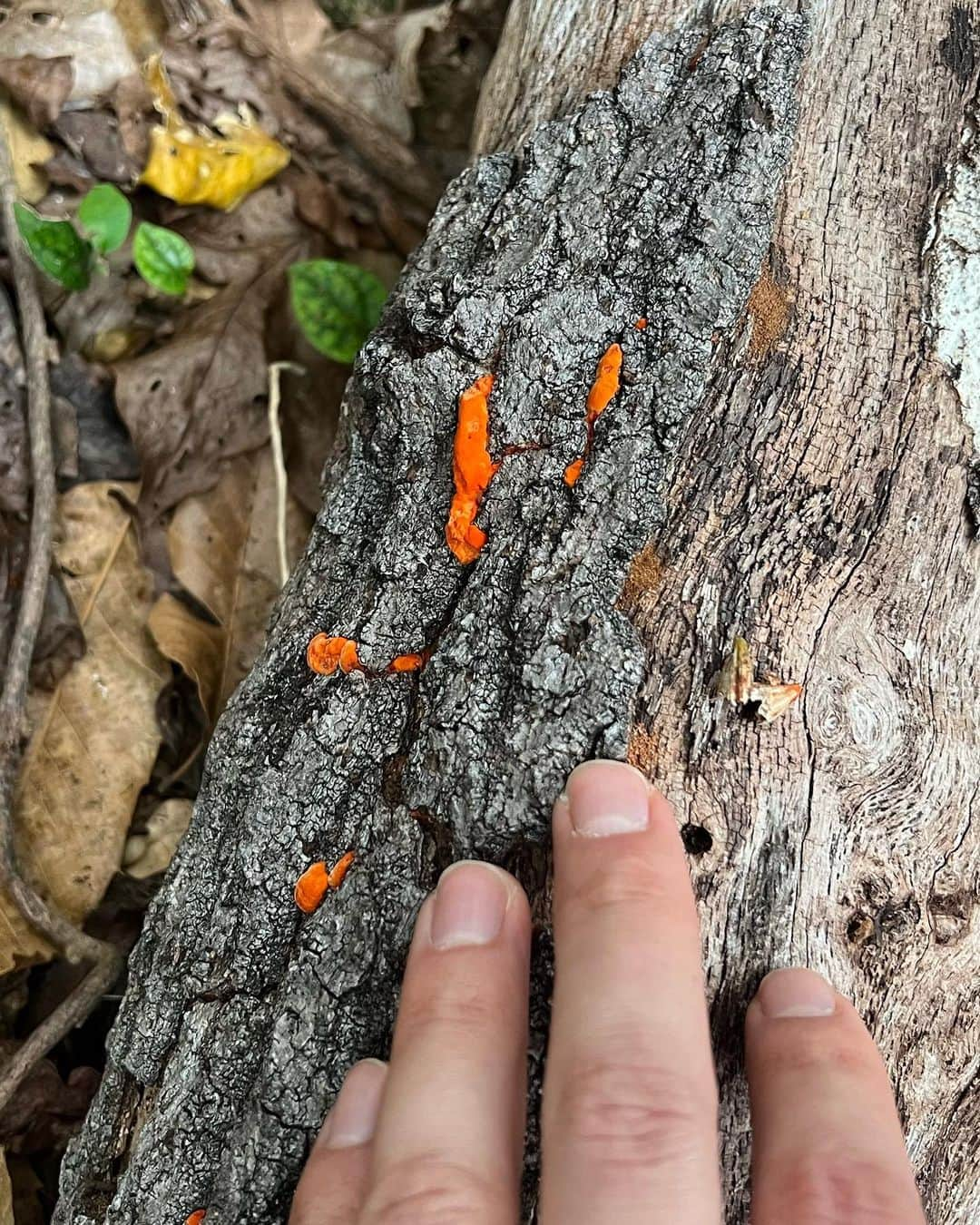 さんのインスタグラム写真 - (Instagram)「Any mycophiles out there know what these are? I ate the last one plz tell me it’s safe 😅 it was yummy  Jk please b safe don’t eat mushrooms unless you know your stuff. I wana learn」4月17日 23時14分 - ansel