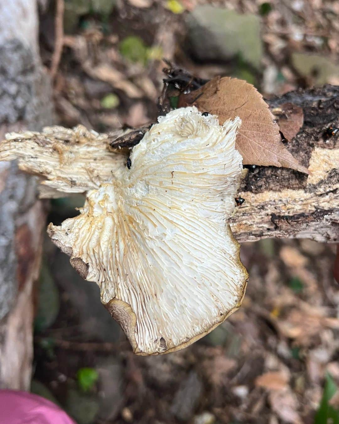 さんのインスタグラム写真 - (Instagram)「Any mycophiles out there know what these are? I ate the last one plz tell me it’s safe 😅 it was yummy  Jk please b safe don’t eat mushrooms unless you know your stuff. I wana learn」4月17日 23時14分 - ansel