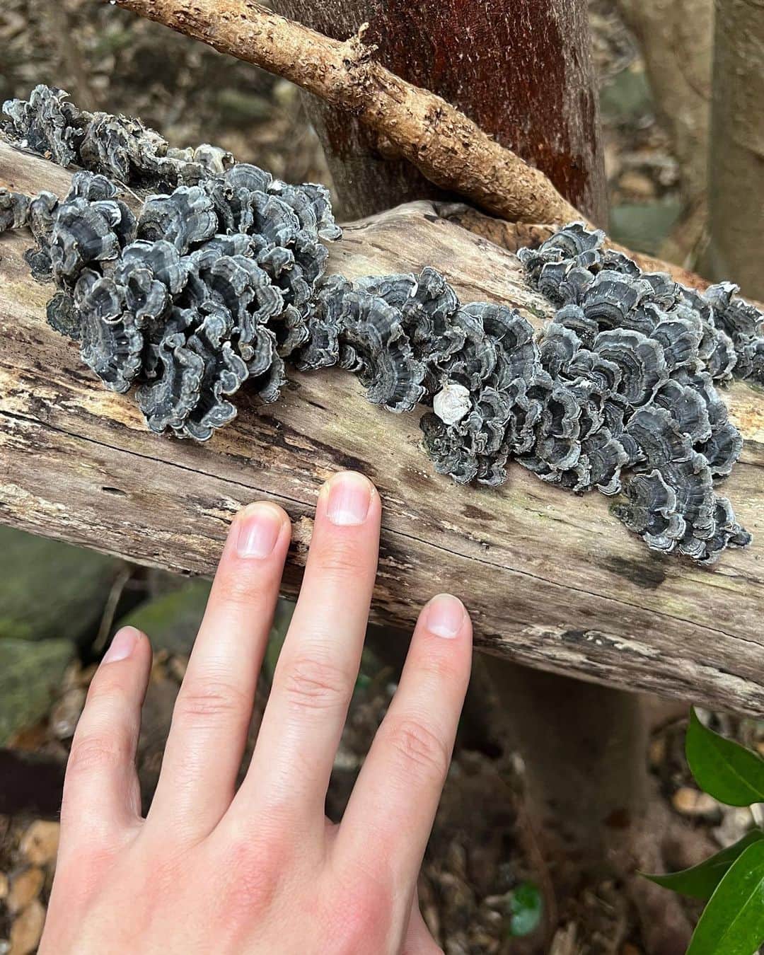 のインスタグラム：「Any mycophiles out there know what these are? I ate the last one plz tell me it’s safe 😅 it was yummy  Jk please b safe don’t eat mushrooms unless you know your stuff. I wana learn」