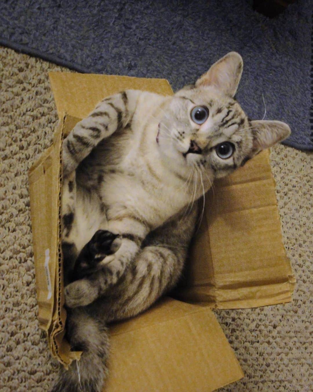 nala_catさんのインスタグラム写真 - (nala_catInstagram)「Throwback when I was a kitten 🐱   #kitten #meow #cute #cat」4月17日 23時15分 - nala_cat