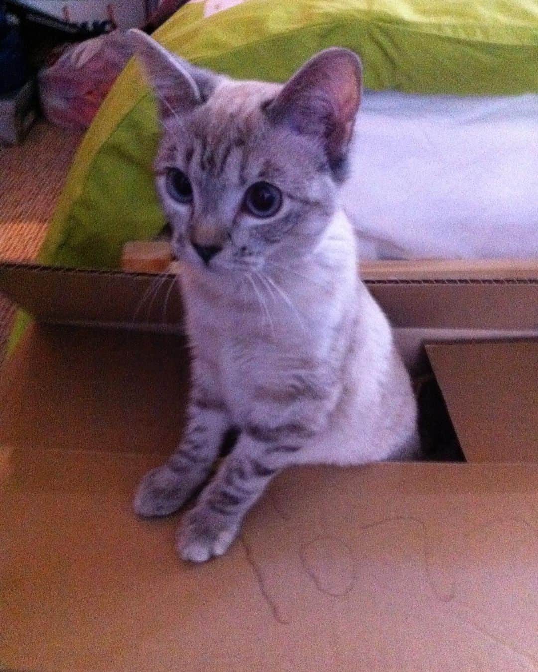 nala_catのインスタグラム：「Throwback when I was a kitten 🐱   #kitten #meow #cute #cat」