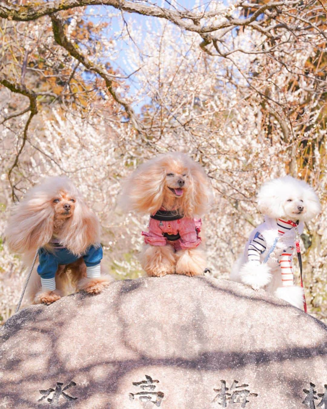 Toypoodle Mikuru?Asakusa Tokyoさんのインスタグラム写真 - (Toypoodle Mikuru?Asakusa TokyoInstagram)「20230417 Monday. 年度末終わったので本気出す！（嘘） 覚えてますか？みくる🐶です。  という事で、4月も既に半ば。 トリミングとかネイルとかもう6月の予約。  え！もう今年は半分終わったの？感😨 時間が過ぎるのが早すぎる😵‍💫 取れない疲労と肩凝り眼精疲労。 このまま定年までエンドレスなのだろうか？  唯一の癒しのみきゅるん🐶  16歳ハイシニアガールのみくる ちゃんは、今日も元気にオニクを食べてお散歩。 オニクの量が少ないと、さっきまで怒りの💢要求吠え 吠え疲れて寝ちゃいました😂  画像は今年の3月初旬。 お友達と梅を見に行きました🙋🏻‍♀️ 梅を見ながらお散歩しましたよ🥰  忙殺の毎日だけど、みくるへの家族サービスは手を抜いてなかったので（多分）お出かけ写真も溜まってます。 さぁ、本気出して更新していくぞ！（気分だけ）💪🏻  #梅 #梅林 #偕楽園 #toypoodle#poodle#poodle_playoffs#みくるん#トイプードル#プードル#ワンコなしでは生きて行けません会#貴婦狗 #東京トイプードル #poodlesofinstagram#cutedog#purapurafamily @i.am.mikuru #토이푸들」4月17日 21時44分 - purapura299