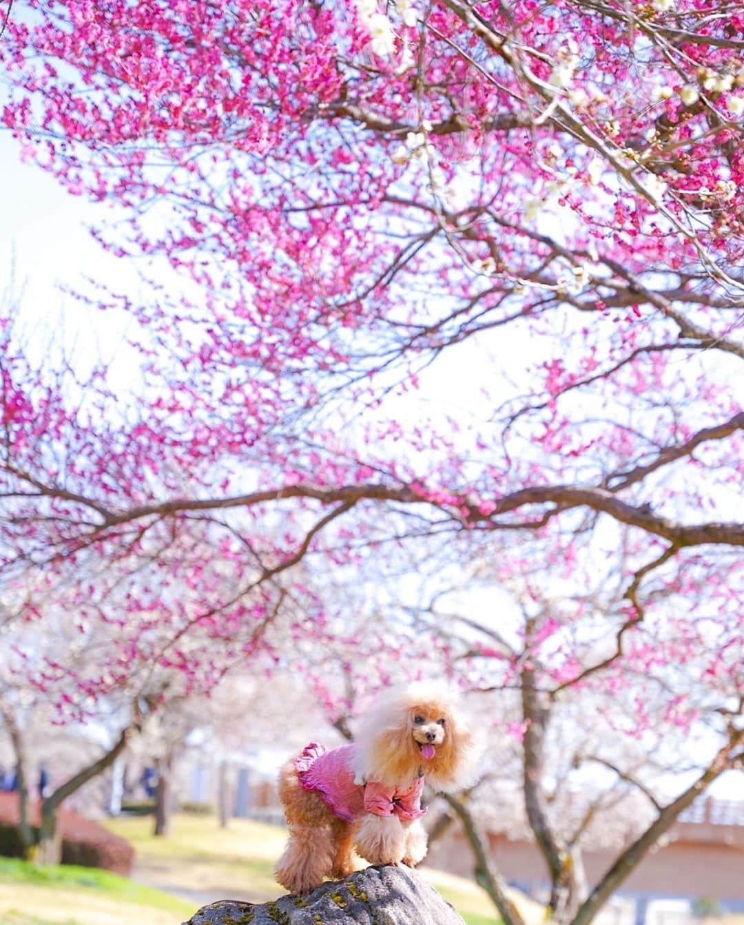 Toypoodle Mikuru?Asakusa Tokyoのインスタグラム