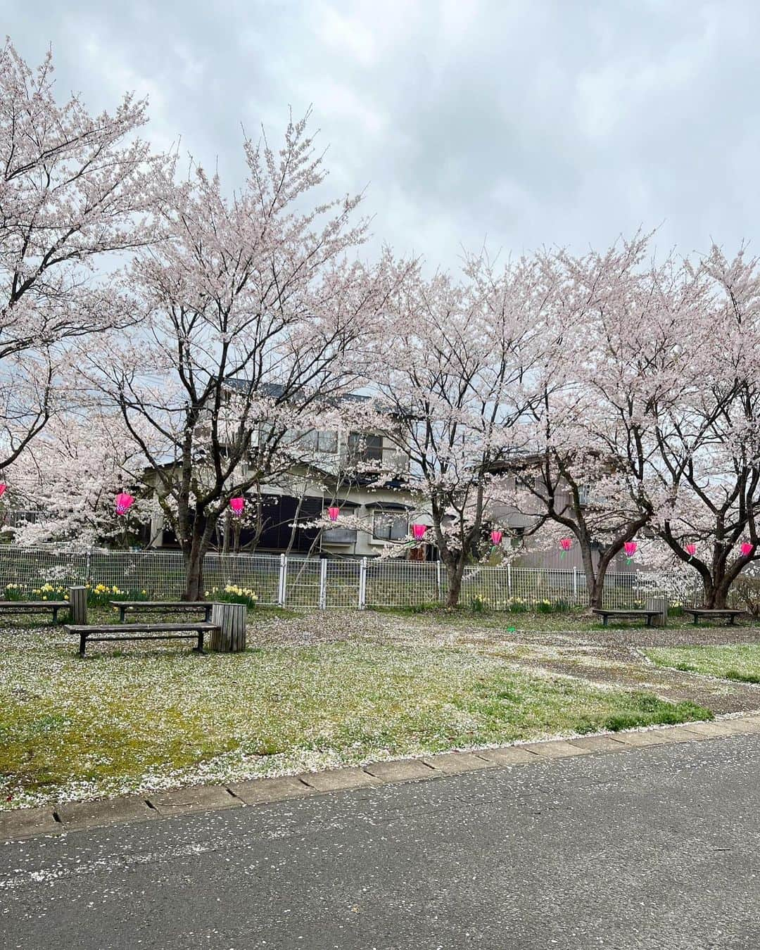 柳葉敏郎のインスタグラム：「. 秋田にも春がやって来ました🌸    柳葉敏郎作  町内のさくら🌸をセルフライトアップしてみました💡  ♪ 咲き誇る花は 　散るからこそに美しい ♪」