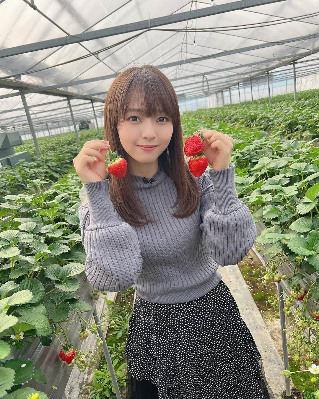 高畑結希のインスタグラム：「. いちご続きで...🍓  1月にいちご狩りしたよ⛄️ みんなは今年、いちご狩りした？ . #いちご狩り #いちご #さぬきひめ #讃岐 #香川 #道の駅 #滝宮 #いちご農園 #じょんラジ #fm香川」