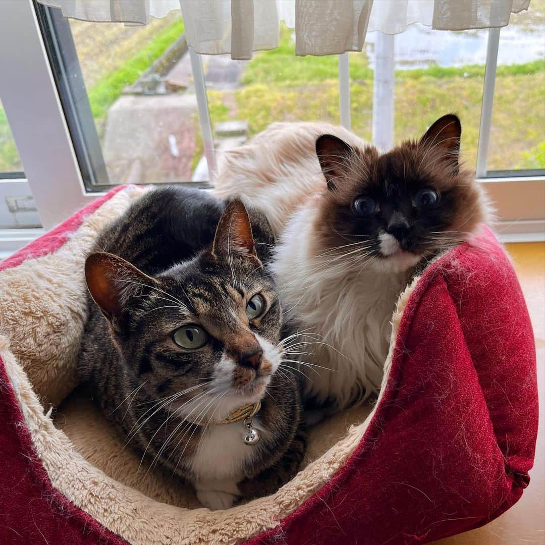takegaeruのインスタグラム：「癒しだなぁ🥰  #cat #猫 #ragdoll #ラグドール #ホワイトポッチーズ #よもねこ #よもぎねこ #キジトラ #きじとら」