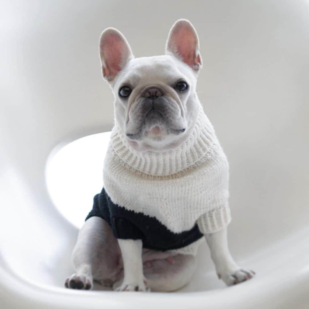 Ham-chanのインスタグラム：「月命日  #はむちゃん #フレンチブルドッグ #フレブル #frenchbulldog #frenchie #hamchan」