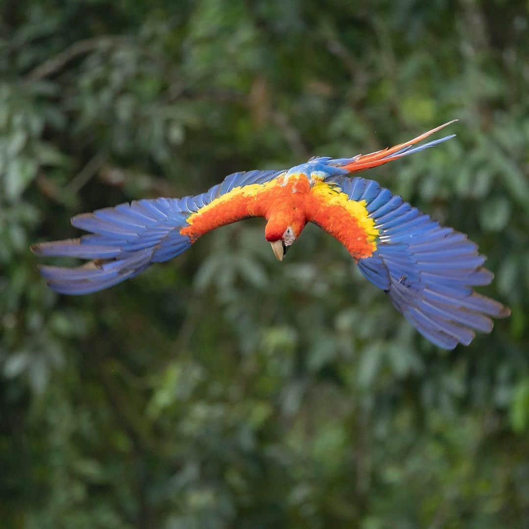 Tim Lamanさんのインスタグラム写真 - (Tim LamanInstagram)「Photos by @TimLaman.  It’s hard to beat the stunning beauty of a Scarlet Macaw in flight viewed from above, whether they are going or coming!  Greetings from Chiapas, Mexico, where I’m currently working with @natura_mexicana to document their work trying to conserve this endangered Central American subspecies of Scarlet Macaw in the Montes Azules Biosphere Reserve and the surrounding landscape.  Learn more at www.naturamexicana.org.mx.   #macaw #scarletmacaw #parrot #parrotlovers #mexico #birds #birdphotography #birdsofinstagram #cornelllabofornithology @cornellbirds」4月17日 21時56分 - timlaman