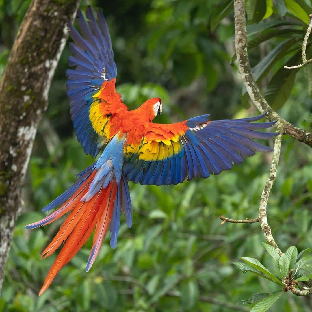 Tim Lamanのインスタグラム：「Photos by @TimLaman.  It’s hard to beat the stunning beauty of a Scarlet Macaw in flight viewed from above, whether they are going or coming!  Greetings from Chiapas, Mexico, where I’m currently working with @natura_mexicana to document their work trying to conserve this endangered Central American subspecies of Scarlet Macaw in the Montes Azules Biosphere Reserve and the surrounding landscape.  Learn more at www.naturamexicana.org.mx.   #macaw #scarletmacaw #parrot #parrotlovers #mexico #birds #birdphotography #birdsofinstagram #cornelllabofornithology @cornellbirds」