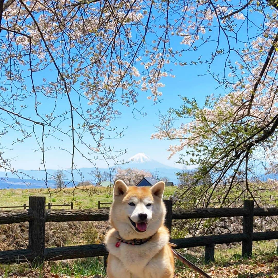 てんパパさんのインスタグラム写真 - (てんパパInstagram)「甲府盆地の向こうの富士山。 南アルプスが雄大に連なり、間近に八ヶ岳。 これ以上ないくらい素晴らしい景観でした。 #北杜の桜旅 #三分一湧水 #お花見ハンター #お花見ハンターてん #花とてん #世界遺産と天然記念物」4月17日 22時12分 - tenchan.shiba