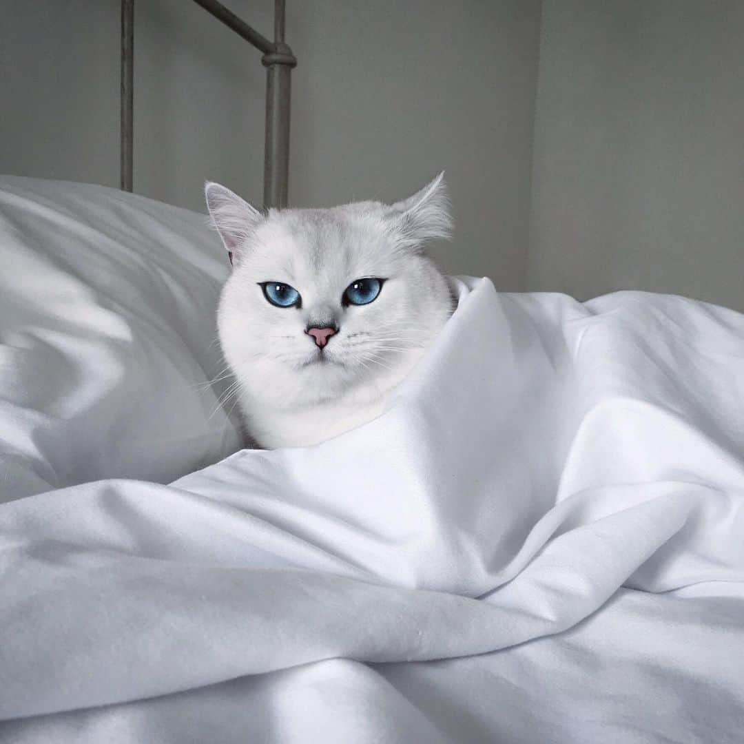 のインスタグラム：「That Love is Blind delay? Yeah, that’s an hour of napping I’ll never get back. #loveisblind」