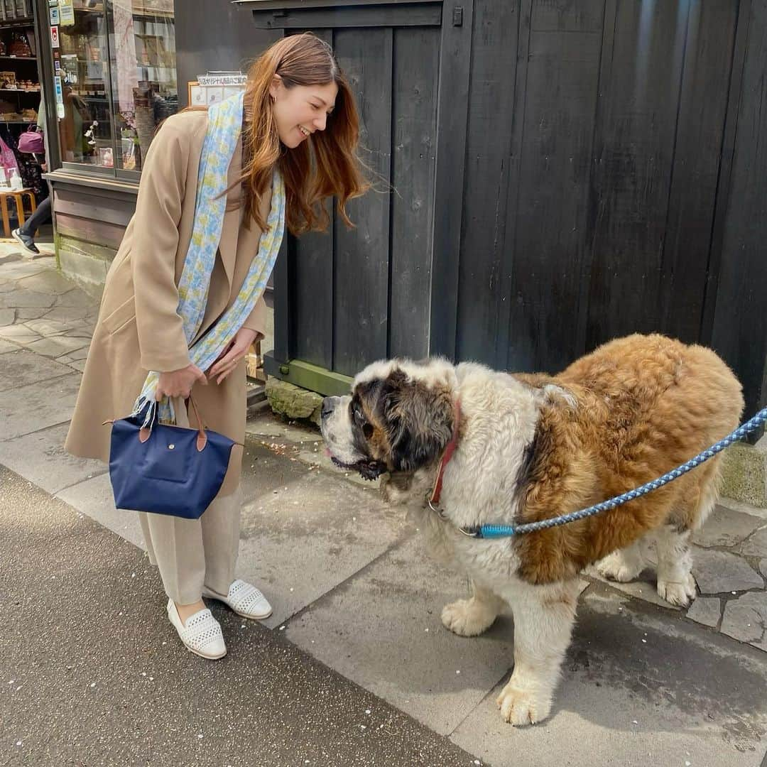 寺内千穂さんのインスタグラム写真 - (寺内千穂Instagram)「⁡ セントバーナード🦮90kgあるそうで。 実家で飼っているわんちゃんは、超小型犬（×3🐶）なので迫力がすごくてかっこよかった〜🥰 ⁡ #🐶 #セントバーナード」4月17日 22時33分 - chiho_terauchi