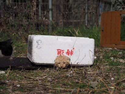 のインスタグラム：「ハートがドキドキ  CAMERA ︰OMD-EM1mark Ⅱ LENZ︰M.ZUIKO DIGITAL ED 12-100mm F4.0 IS PRO   #のらねこ部  #om_system_jp #om写真投稿 #猫部#nekoclub#แมว#icu_japan #igersjp#猫 #にゃんすたぐらむ#ig_light #cats#ファインダー越しの私の世界 #catsofinstagram #gatto#catloversclub#bnw_catalonia  #東京カメラ部#icu_japan#cute #catstagram#広がり同盟 #bestcatclub #gallery_legit #写真を止めるな #team_jp #고양이#にゃんすたぐらむ #art_of_japan」