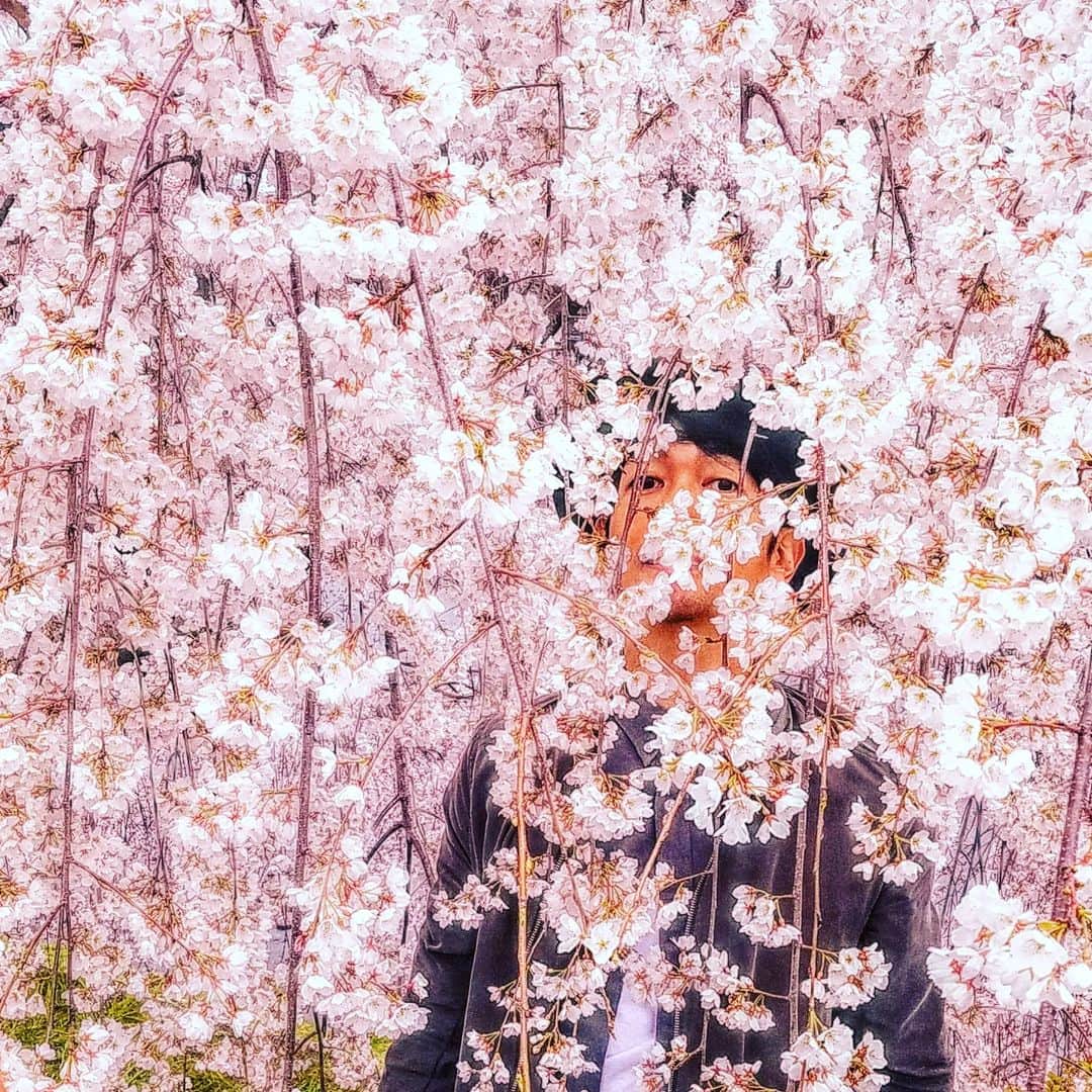 矢口恭平のインスタグラム：「桜シャワー🌸🌸🌸🌸🌸🌸🌸🌸🌸※桜にはいっさい触れてないよ🌸cherry blossom shower🌸🌸🌸🌸🌸🌸🌸🌸😆🌸🌸🌸🌸🌸I follow the rule not to touch the cherry blossoms.」