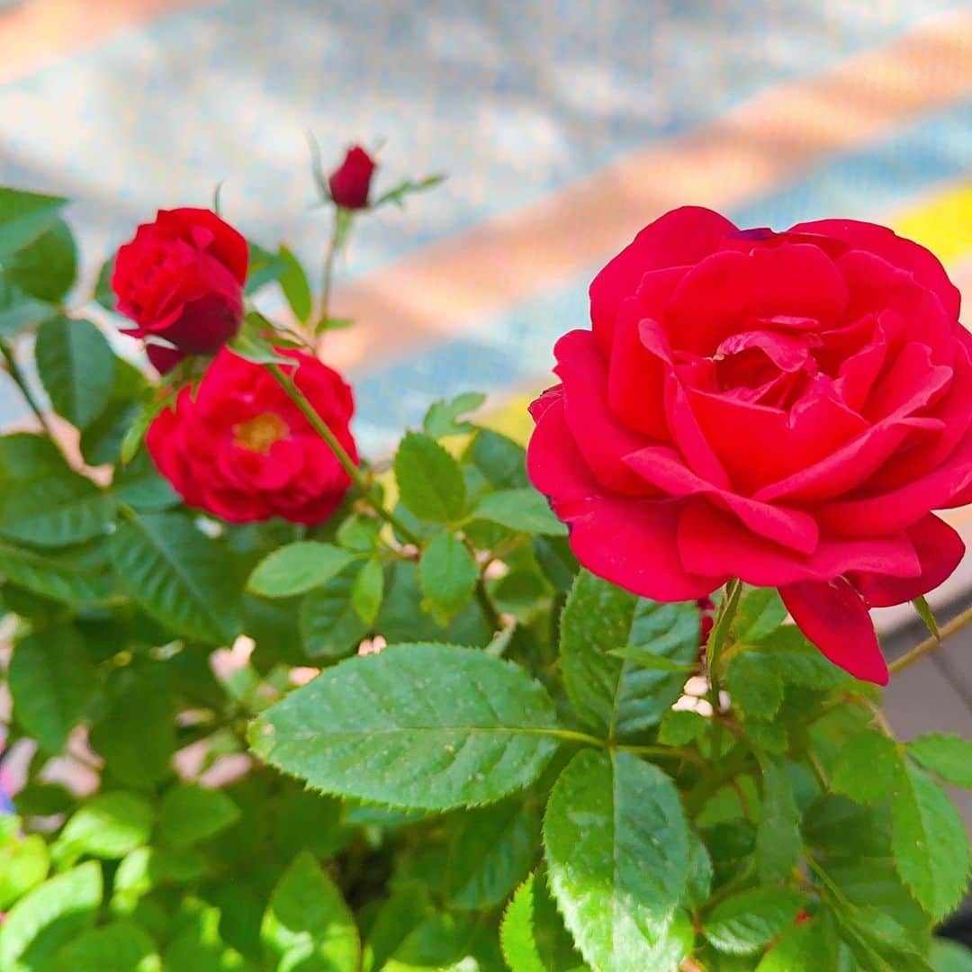 チョンダヨン（Jungdayeon）さんのインスタグラム写真 - (チョンダヨン（Jungdayeon）Instagram)「장미꽃이벌써피었네  #heritage#david_austin_roses #한두송이피어나네 #해마다감동 #이름모를붉은장미🌹#garden #예쁘고건강하게」4月17日 14時11分 - jungdayeon