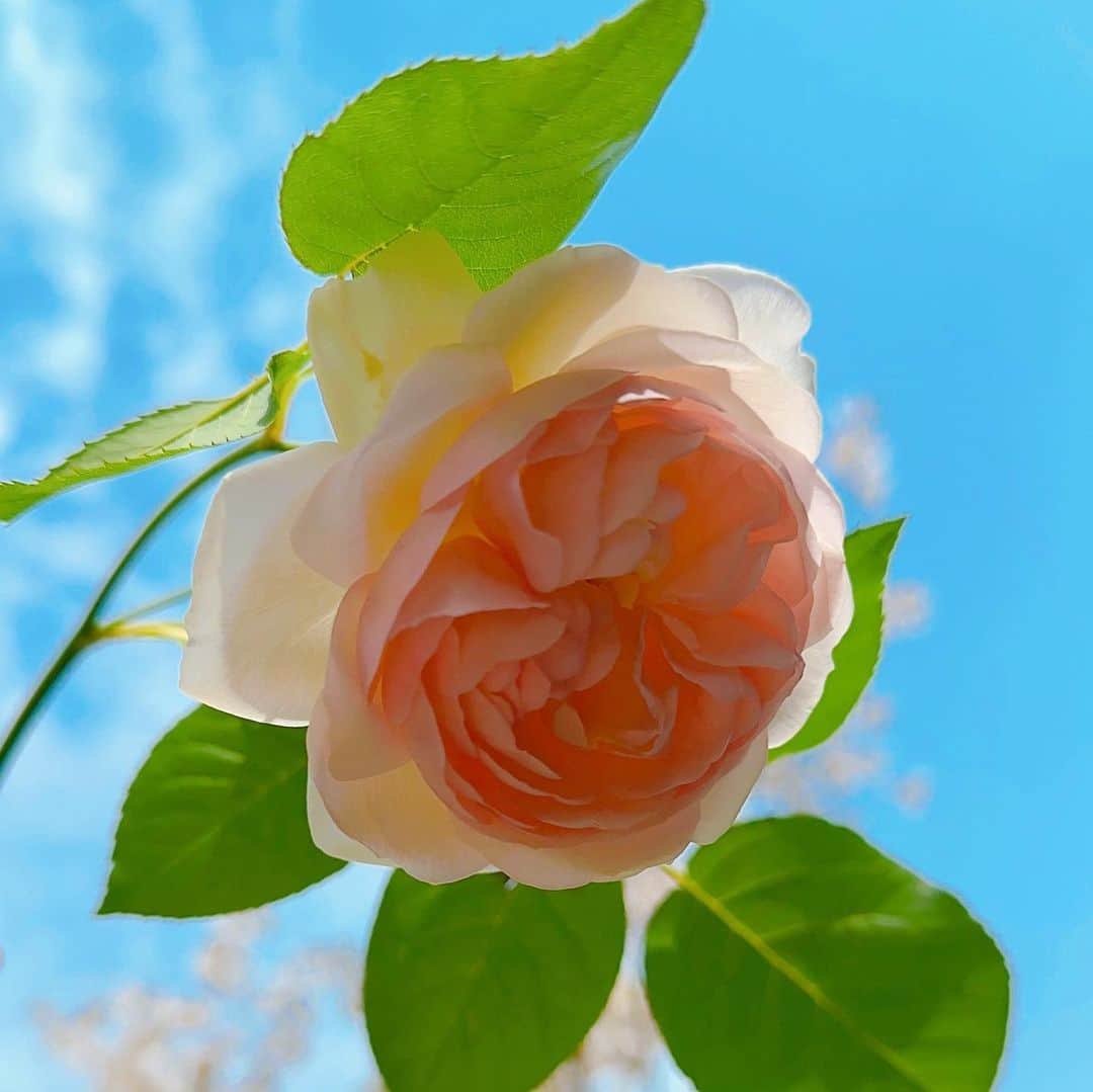 チョンダヨン（Jungdayeon）のインスタグラム：「장미꽃이벌써피었네  #heritage#david_austin_roses #한두송이피어나네 #해마다감동 #이름모를붉은장미🌹#garden #예쁘고건강하게」