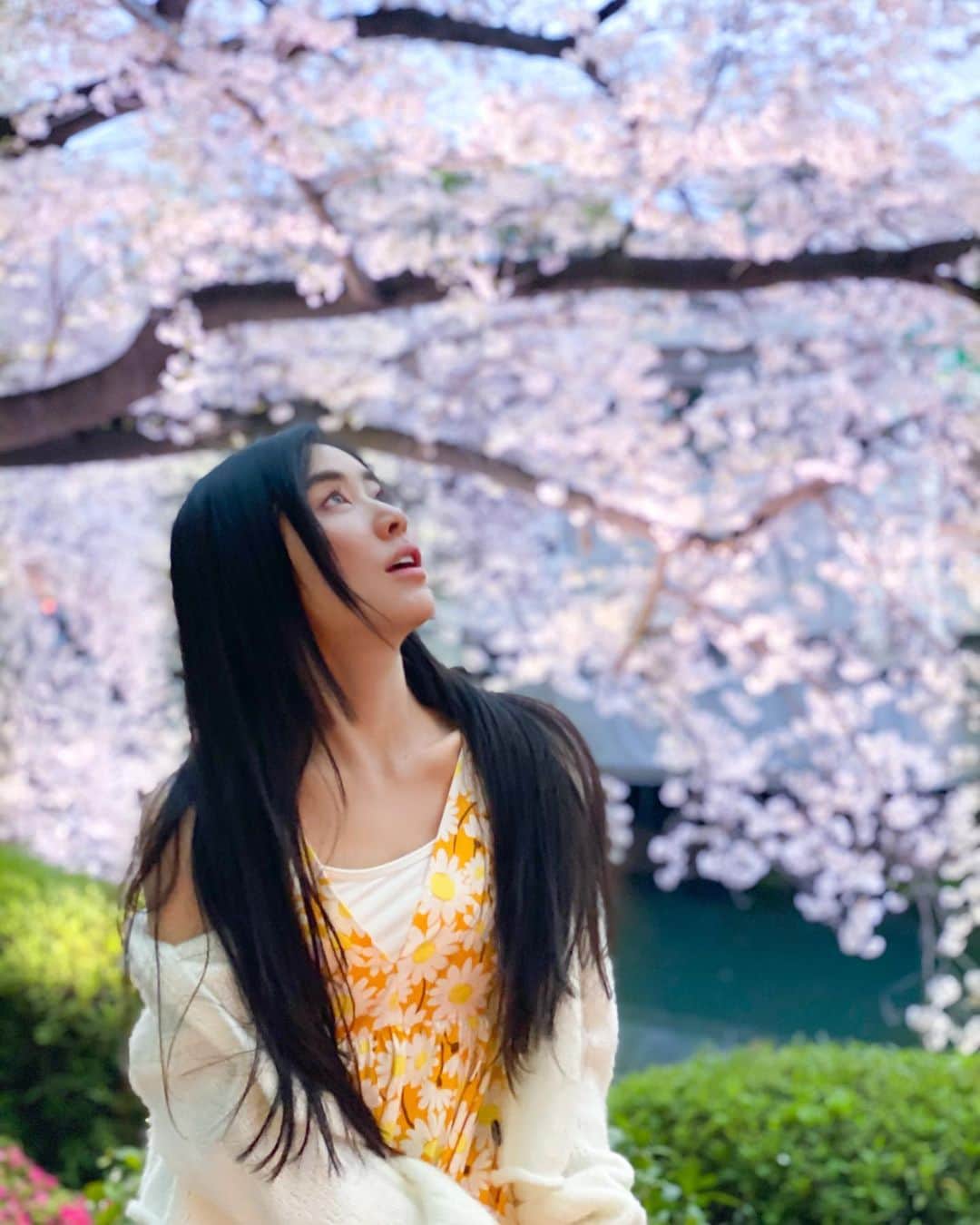 橋口いくよのインスタグラム：「毎年毎年かならず景色とうらはらのマインドになる季節。  それは、タケノコや山菜のアクみたいなものだとしている。  丁寧に下ごしらえすると結局美味かった！みたいな感覚。  そして春でも梅雨でも夏でもない季節に一瞬入る。  そして名曲。  #桜 #春の思い出 #お花見 #2023春 #일본여행 #도쿄 #미연 #japantravel  #tokyo #東京」