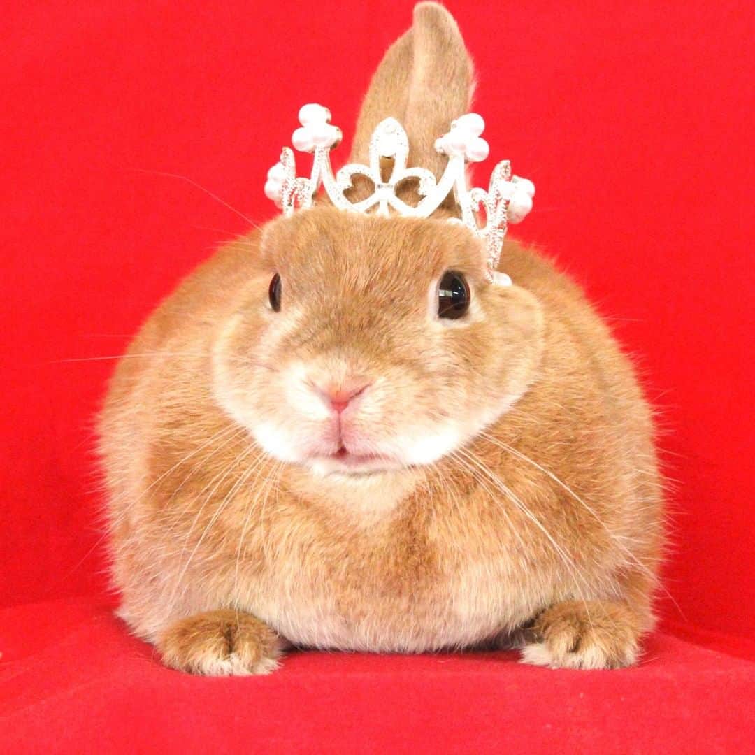 のインスタグラム：「【👑推しうさ総選挙結果発表👑】  2023年は、うさぎ年！そして、新うさぎのふれ合い施設「うさタイム」オープンということで、牧場に住むうさぎさんの「推しうさ総選挙」開催しました🐰💕  この度、集計が終わり結果が出ましたので発表いたします！  栄えある第1位は・・・・  投票数、574票…！  みんなのアイドルめっぷるちゃんです！💛🍁  パチパチパチパチパチ👏  みなさま沢山の1ぴょんをありがとうございました💕 ぜひ見事1位に輝いた「めっぷる」ちゃん、そして総選挙を一緒に戦い抜いた7羽のうさぎさんたちに会いにきてください🐰  そしてなんと…！めっぷるちゃんのグランプリ受賞を祝して、Bigめっぷるちゃんの撮影ブースも登場します♪ そちらもお楽しみに♪  2位、3位のうさちゃん、そしてめっぷるちゃんブース詳細はこちら🐰 https://yumebokujo.com/?p=36394  #推しうさ総選挙 #うさぎ #かわいい #ふれ合い  #成田ゆめ牧場 #牧場 #farmstagram」