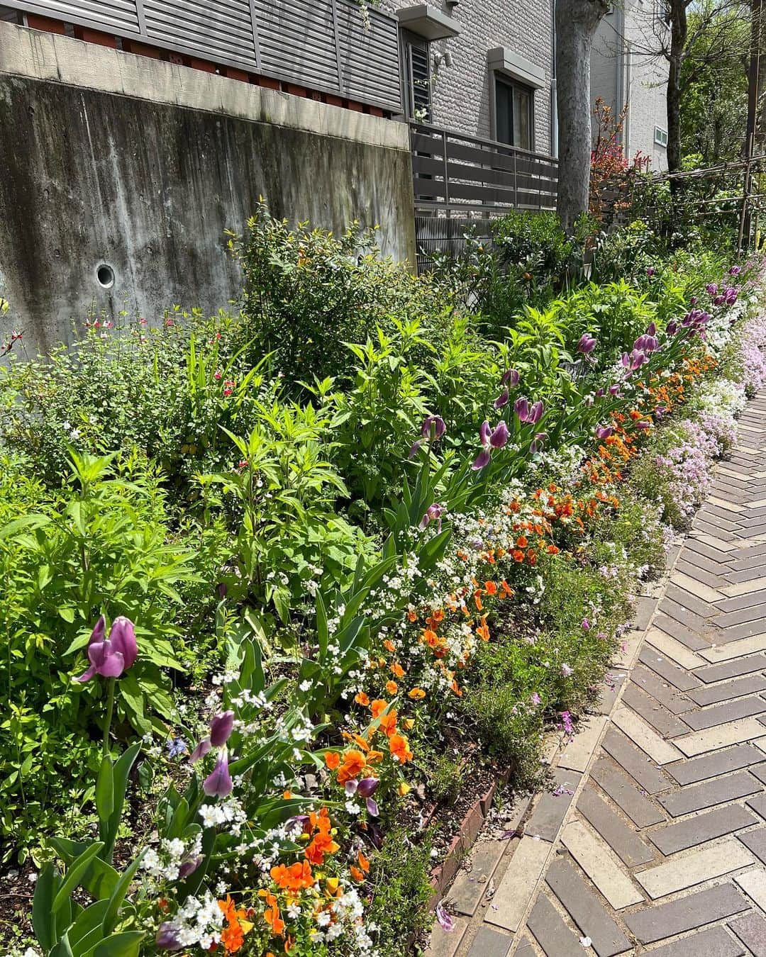 原日出子さんのインスタグラム写真 - (原日出子Instagram)「久しぶりのウォーキング🚶 新緑と 色とりどりの花が咲き 気持ちの良い緑道です。 久しぶりなので 軽めに😅 お天気の良い日は いっぱい歩きたいですね😊  #ウォーキング #シニアのフィットネス #新緑 #緑道 #歩こう #健康が一番 #春の花」4月17日 15時09分 - hara_hideko