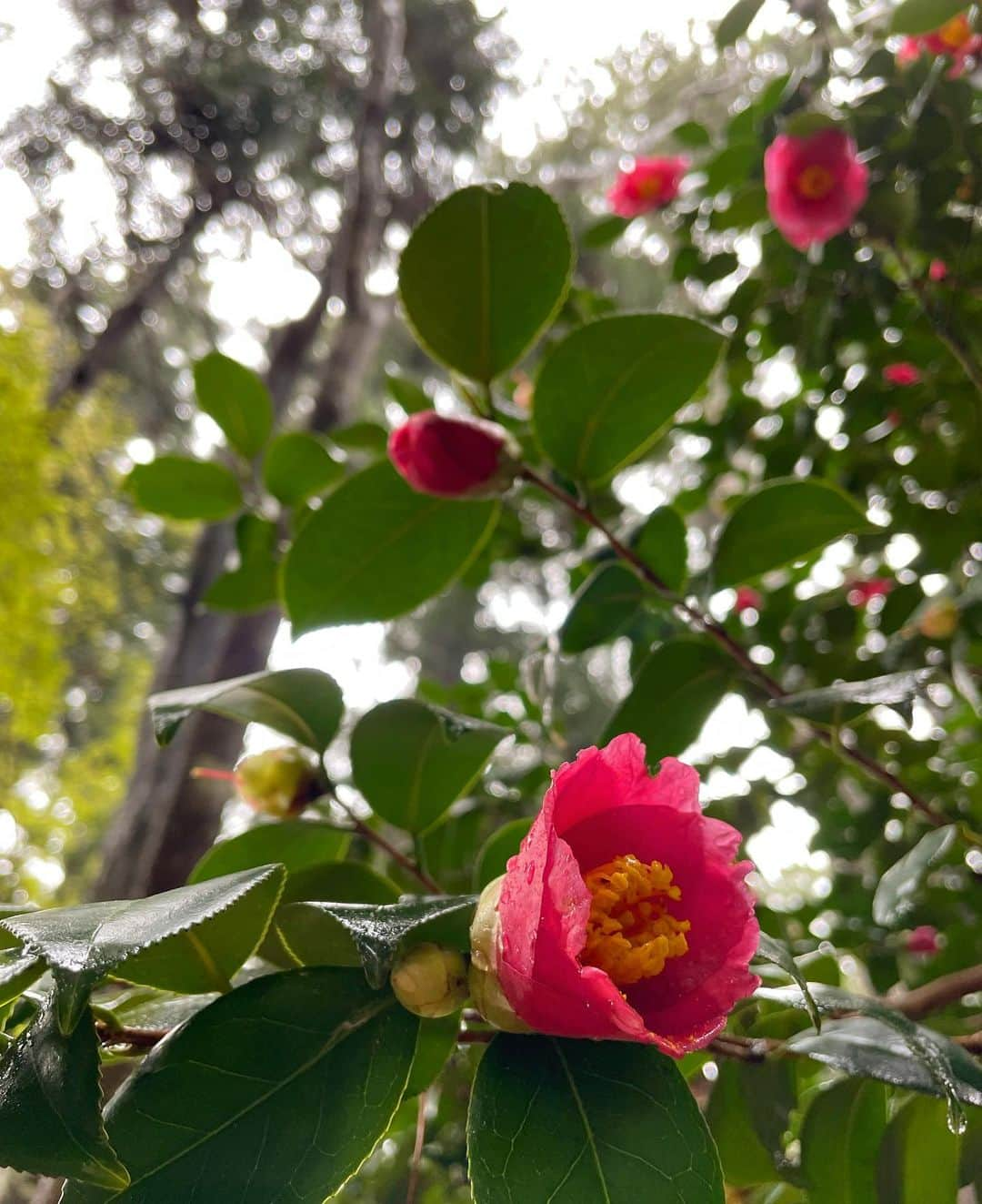 住吉美紀さんのインスタグラム写真 - (住吉美紀Instagram)「So beautiful.  数年ぶりの #中尊寺 。何度訪れても毎回気づかなかったことに気づいたり、違うことに心動いたり、魅力深い場所。  今回は雨上がりだったため、参道に足を踏み入れた途端、まず湿った土と樹木のしっとりとした匂い。空気が甘く美味しく、とてつもなく癒された。  樹々も、苔も、建造物も、空も、 どこを見ても、存在感がすごいのに、 互いに調和が取れていて美しい。  #世界遺産 #金色堂 #弁慶堂 #釈迦堂 #能舞台 #ヤマブキ #Iwate #Chusonji #Konjikido  #ChusonjiGoldenHall #HakusanJinjaNoButai #WorldHeritageSite #Hiraizumi #Ichinoseki」4月17日 15時08分 - miki_sumiyoshi