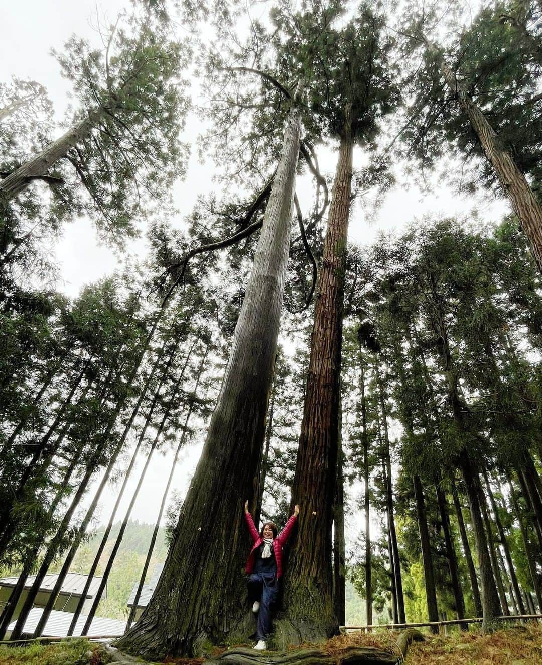 住吉美紀さんのインスタグラム写真 - (住吉美紀Instagram)「So beautiful.  数年ぶりの #中尊寺 。何度訪れても毎回気づかなかったことに気づいたり、違うことに心動いたり、魅力深い場所。  今回は雨上がりだったため、参道に足を踏み入れた途端、まず湿った土と樹木のしっとりとした匂い。空気が甘く美味しく、とてつもなく癒された。  樹々も、苔も、建造物も、空も、 どこを見ても、存在感がすごいのに、 互いに調和が取れていて美しい。  #世界遺産 #金色堂 #弁慶堂 #釈迦堂 #能舞台 #ヤマブキ #Iwate #Chusonji #Konjikido  #ChusonjiGoldenHall #HakusanJinjaNoButai #WorldHeritageSite #Hiraizumi #Ichinoseki」4月17日 15時08分 - miki_sumiyoshi