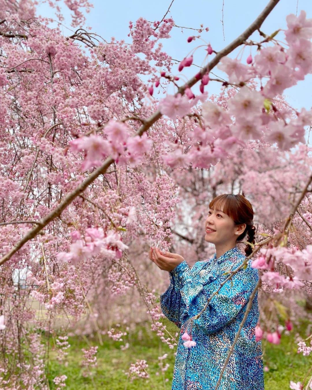 石橋美希のインスタグラム：「旬感！バシちゃんねる😉  3回目は中央公園から🌸 A.B.C-Zの塚田さんとともに 満開の桜を中継でお伝えしました🐕‍🦺  盛岡市内は葉桜のところが多いですが 中央公園は先週末に見頃を迎えていました🌸  中でもシダレザクラが折り重なるように トンネルを作っている場所は 撮影スポットとして人気を集めていましたよ😊🌸  私もカメラマンさんに撮影してもらいました🤭  この日の衣装はヘラルボニーさんから お借りしたのですが、 鮮やかなブルーの衣装と桜の淡いピンクの コントラストがとってもきれいじゃないですか😉？  着心地もとっても良くて、 気分も晴れやかになる一着でした☺️🫧  もうそろそろ桜の季節も 終わりに近づいてきて寂しいですね🥲  #サタファン #バシちゃんねる #岩手 #盛岡 #iwate #morioka #tohoku #番組 #中央公園 #桜 #満開 #cherryblossom #衣装 #ヘラルボニー #アート #めんこいテレビ #アナウンサー #石橋美希」