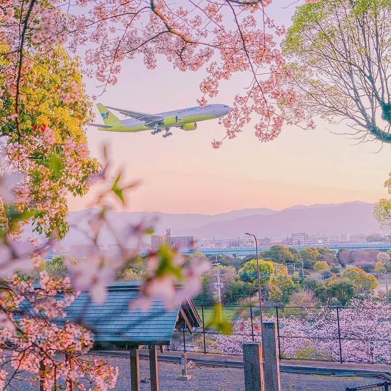 ジンエアーのインスタグラム：「분홍과 연두의 경계 사이🛫 꽃이 진 자리에 돋아나는 푸른 잎  설렜던 분홍빛 예고편이 끝나고 본격적으로 시작되는 봄의 무대💚  진심이들의 일상엔 어떠한 일들이 새롭게 생겨나고 있나요?  📷by @pop_bebop」