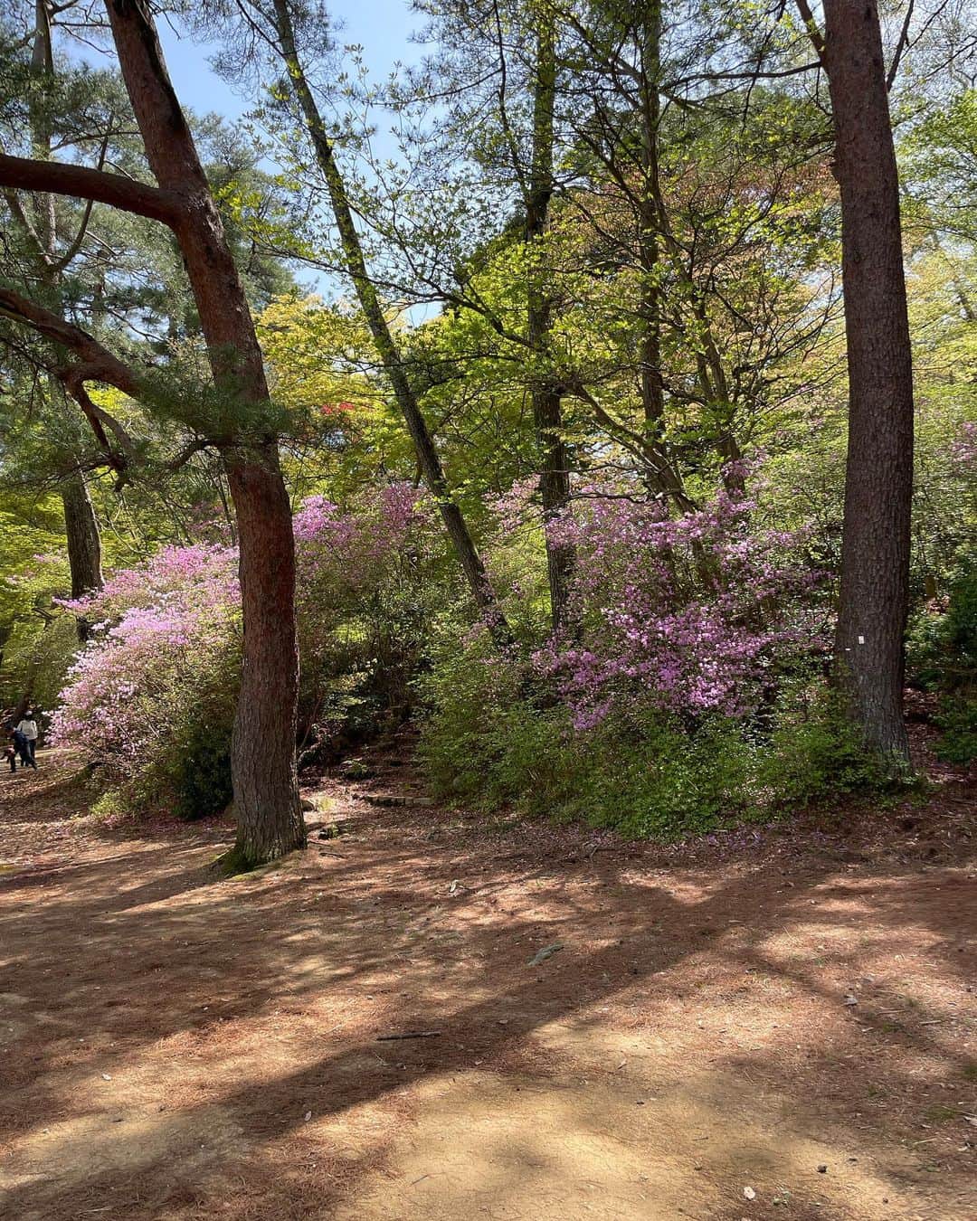 正中雅子さんのインスタグラム写真 - (正中雅子Instagram)「🖼🦩  日曜に @urako0618 と行った公園が 新緑にピンクのお花が所々にあって その色合いが可愛くてずーーっと見てられた☺️🌸  春は歩いててもピンクのお花が多い🫶」4月17日 16時30分 - masacoshonaka