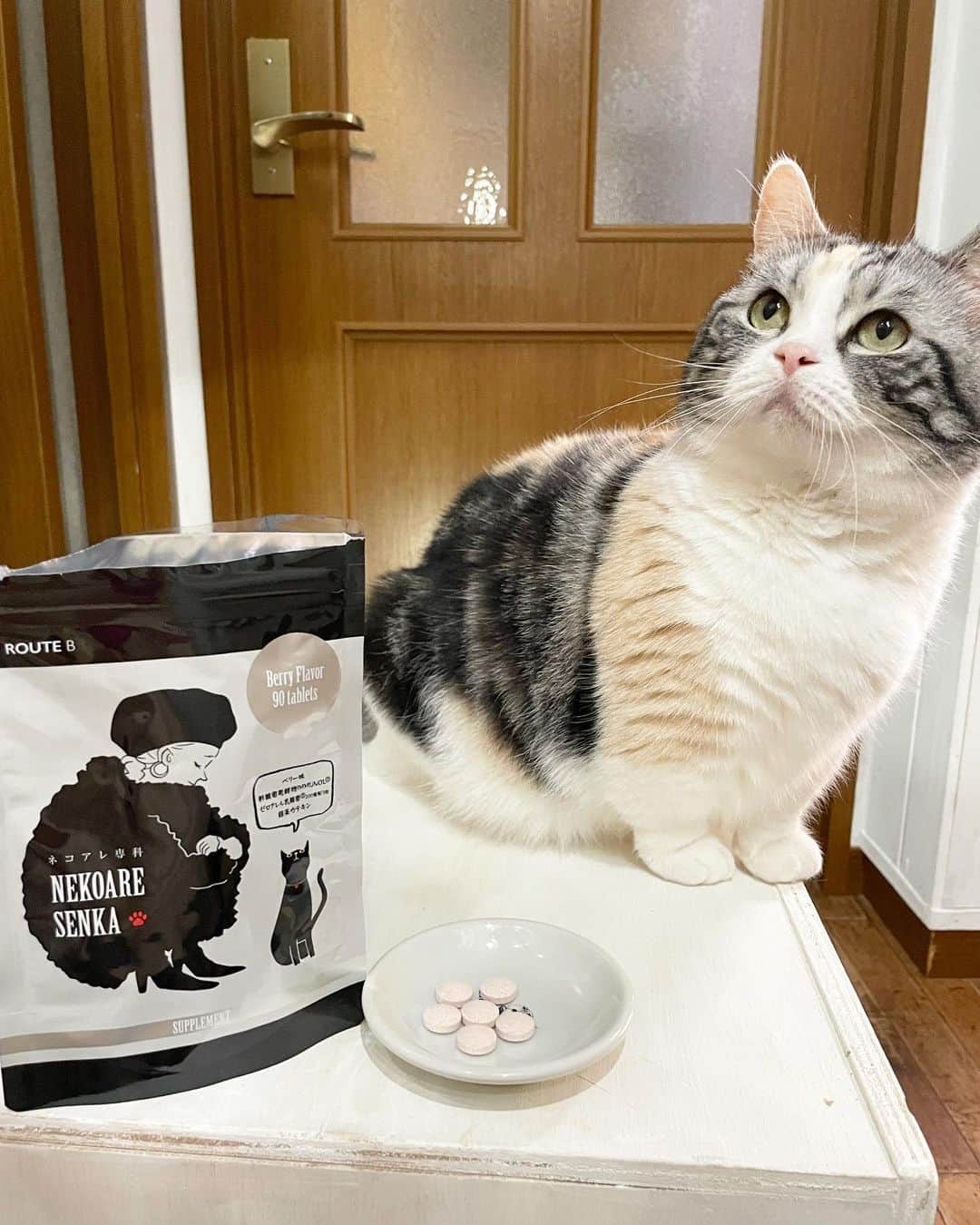 のインスタグラム：「こちらネコアレ専科 @nekoaresenkaさまから新発売されたサプリメントです。 大切な猫ちゃんと健やかに暮らすための飼い主さんのためのサプリメントです。 ムズムズとすることのある飼い主様必見。  ベリー味で1日３粒カリカリっと😊 食べてみたらお菓子みたいに美味しいサプリメントでした！  ①酢酸菌発酵物イムノール(IMMUNOL®) ②ゼロアレル乳酸菌®(クリスパタス菌KT-11) ③カテキン  ３つの成分を配合したサプリメントです。  詳しくは　@nekoaresenka まで飛んで見てみてくださいねーー。  #ネコアレ専科　#PR　#にゃんすたぐらむ　#猫部#猫が大事#猫好き#猫と暮らす#nocatnolife」