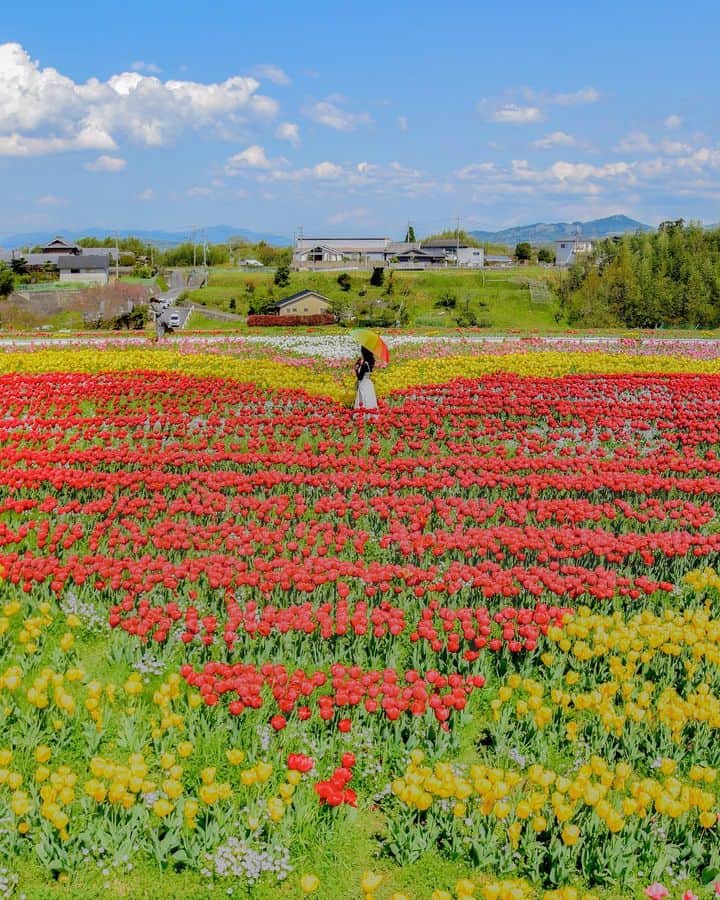 和みわかやまさんのインスタグラム写真 - (和みわかやまInstagram)「. 橋本市恋野にある💛恋のチューリップ畑💙が見頃を迎えています！色とりどりで可愛いですね🥰  📷：@kazz1109 📍：高野山エリア 橋本市  和歌山の写真に #nagomi_wakayama のハッシュタグをつけて投稿いただくと、その中から素敵な写真をリポストします😉 . . . #和歌山 #和歌山観光 #和歌山旅行 #わかやま #和みわかやま #wakayama #wakayamajapan #wakayamatrip #wakayamatravel #nagomi_wakayama #wakayamagram #恋野 #橋本市 #チューリップ #恋野チューリップ畑 #チューリップ畑 #tulip #tulipfields #flowers #spring #旅行 #国内旅行 #旅行好きな人と繋がりたい #観光 #travel #trip #travelgram #japan #travelphotography」4月17日 17時00分 - nagomi_wakayama_tourism